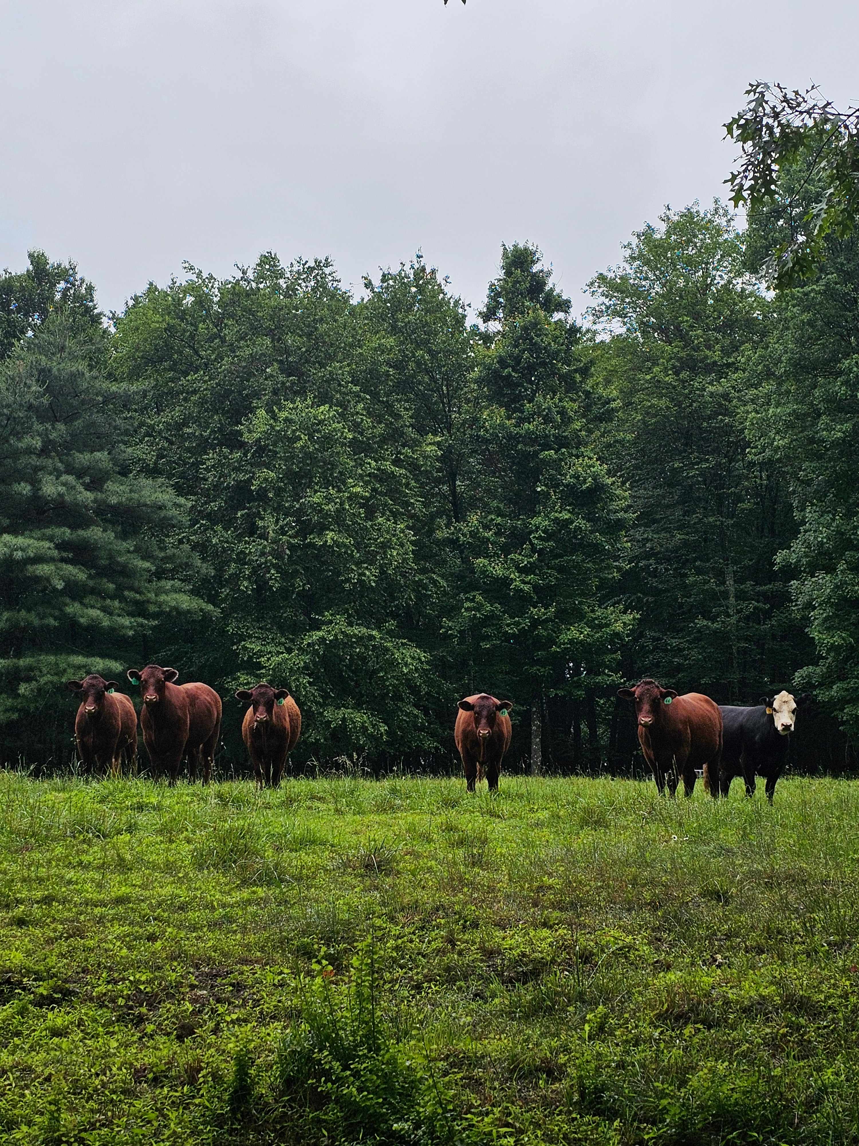 Forks Farm Campground
