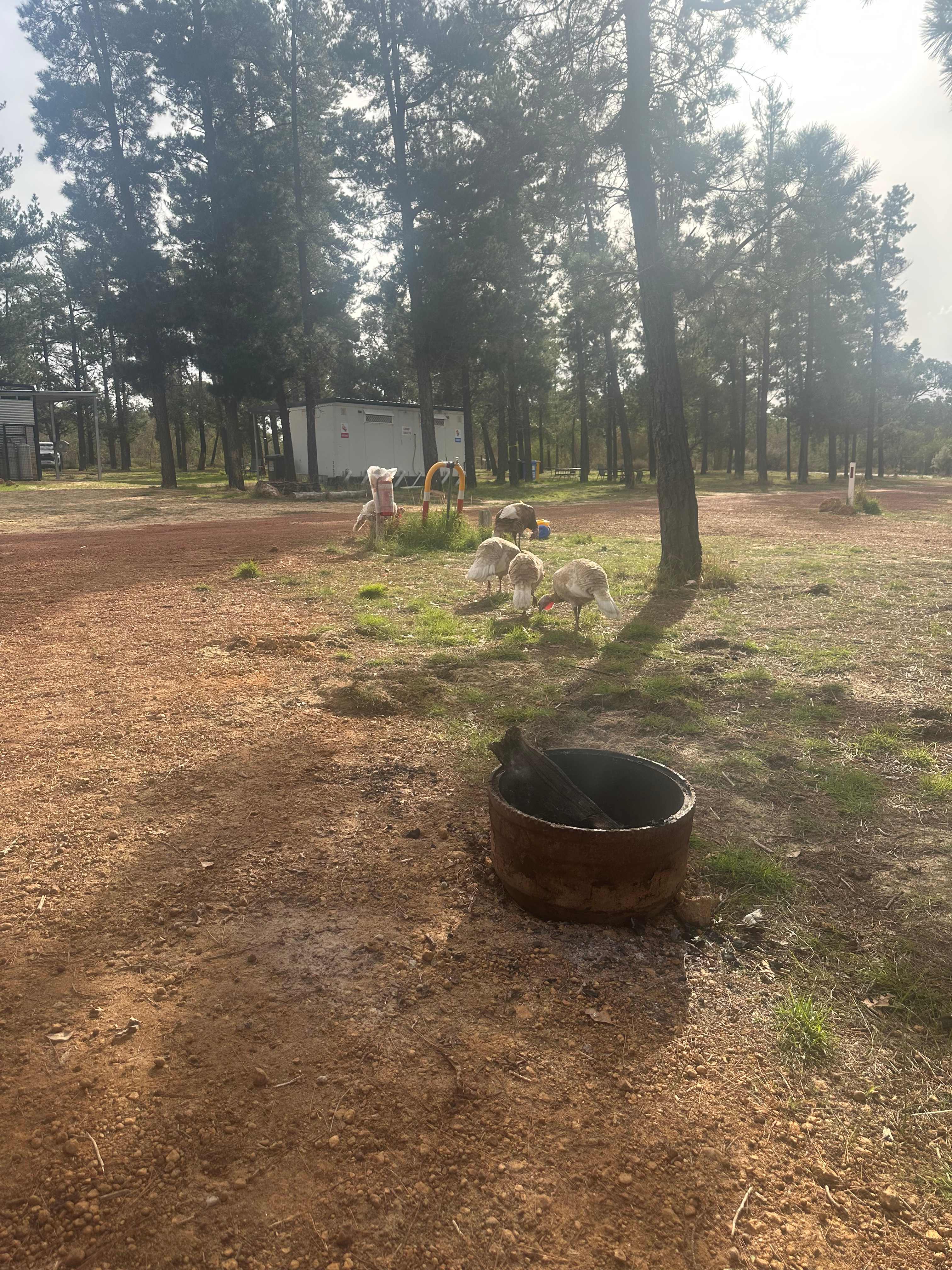 Little Eeden Farm Pine Camp