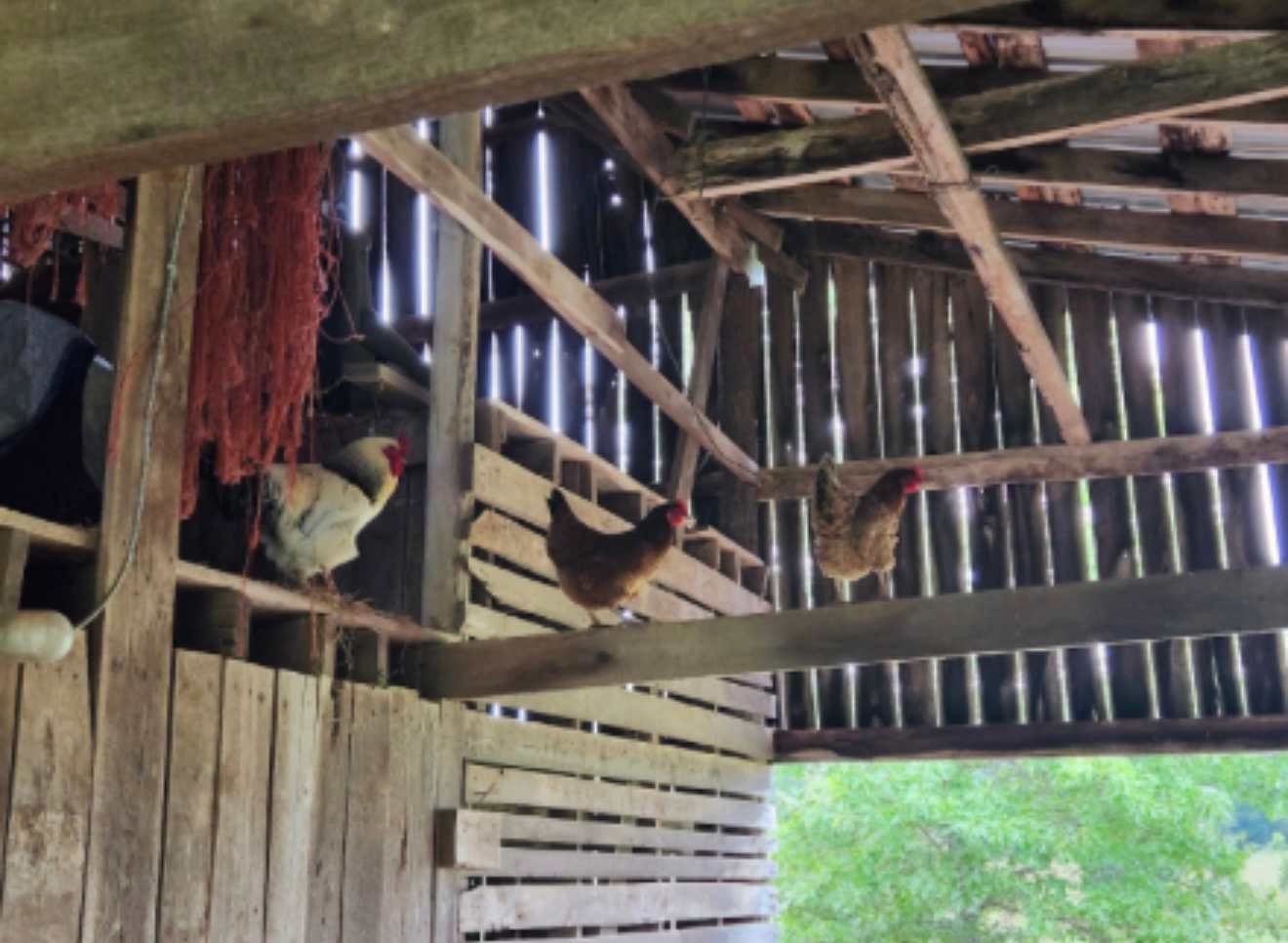 Rum Creek Cattle Farm