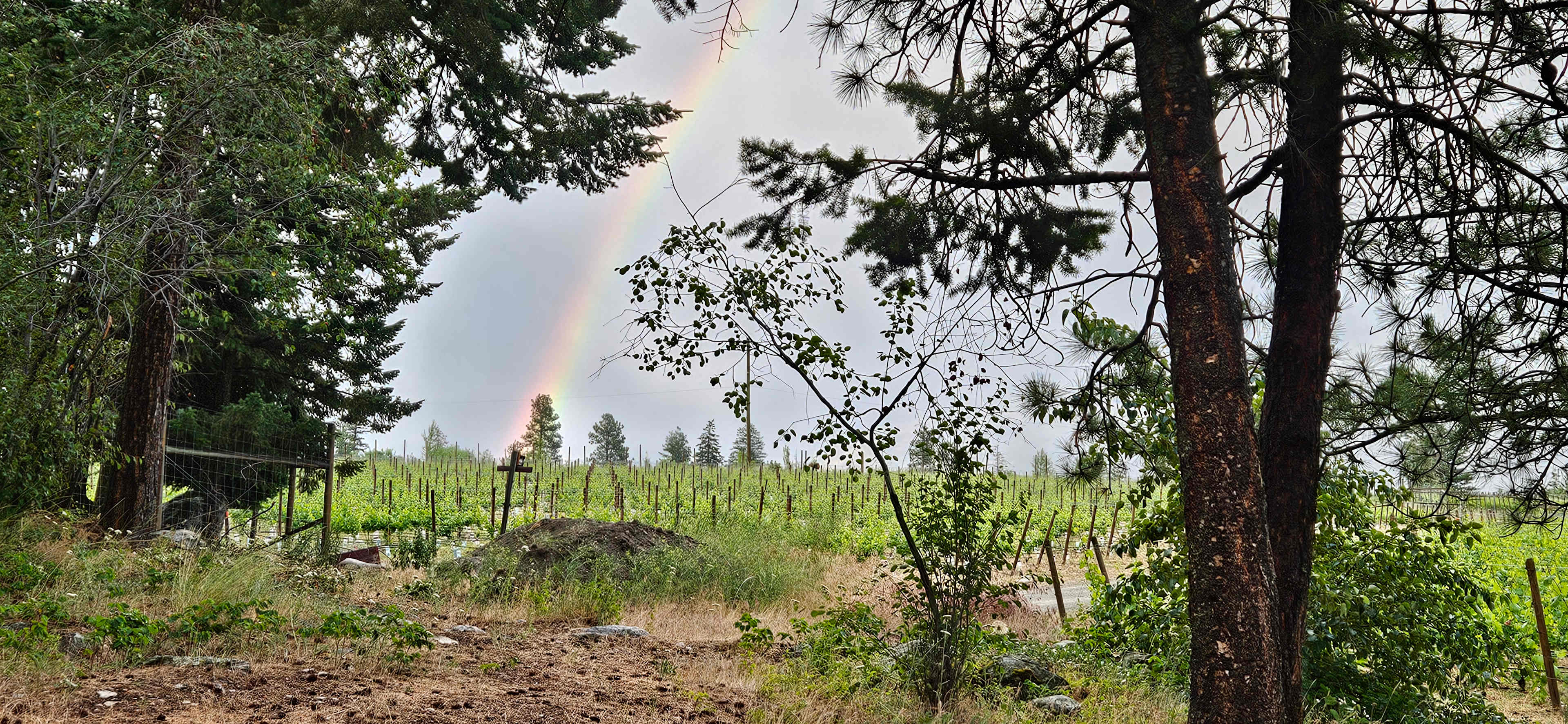 Back Forty Vineyards