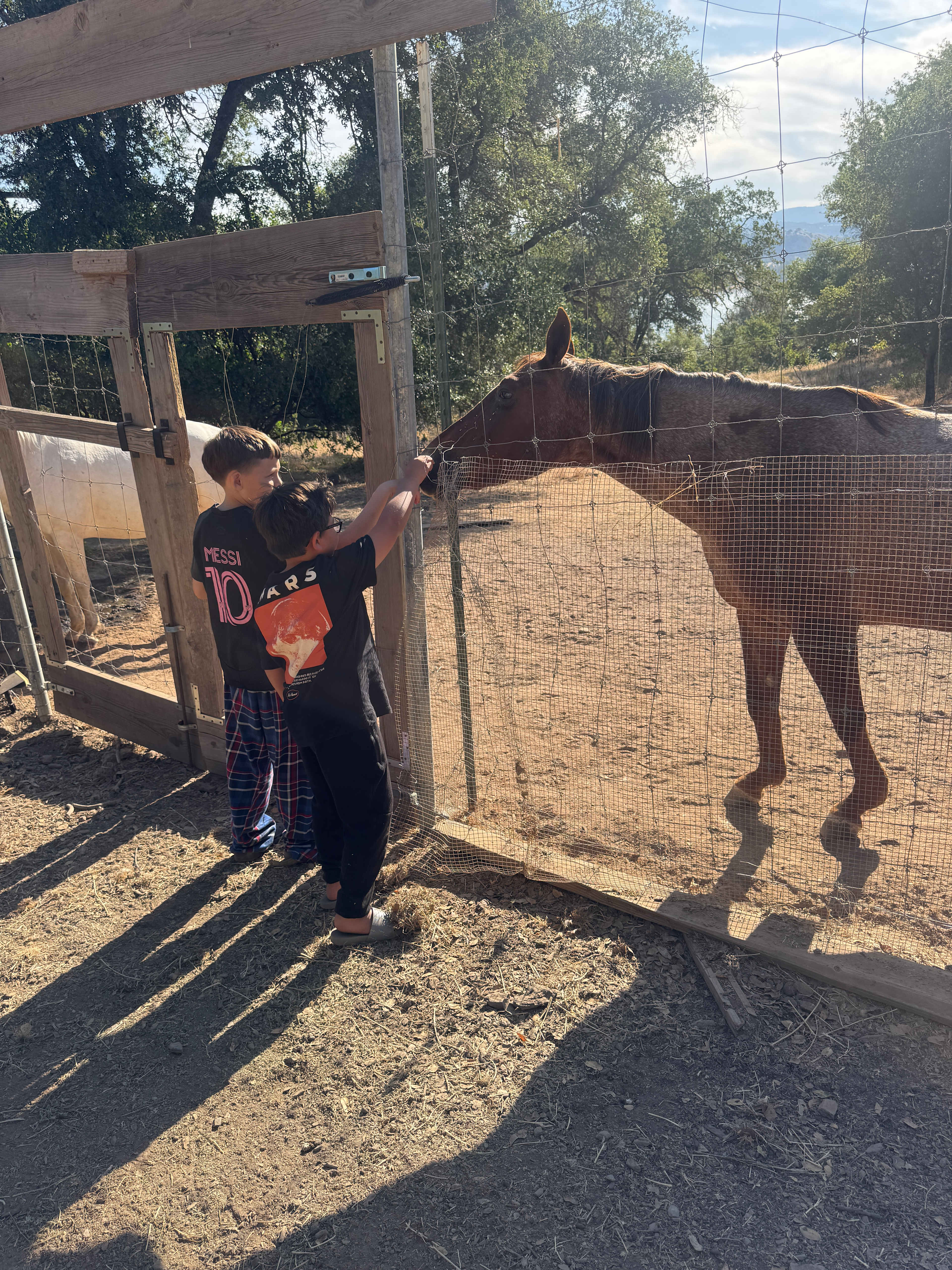Horses 
