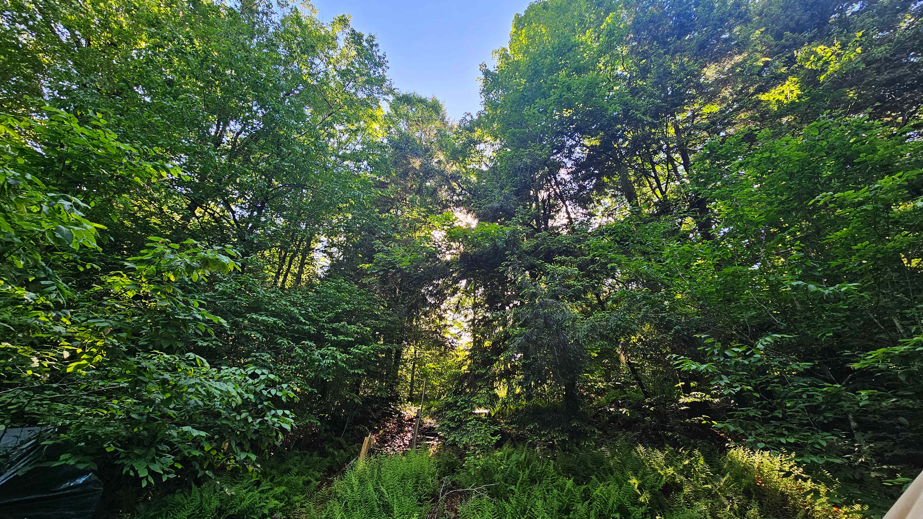 TainoWoods Fairy Magical Sweet Land
