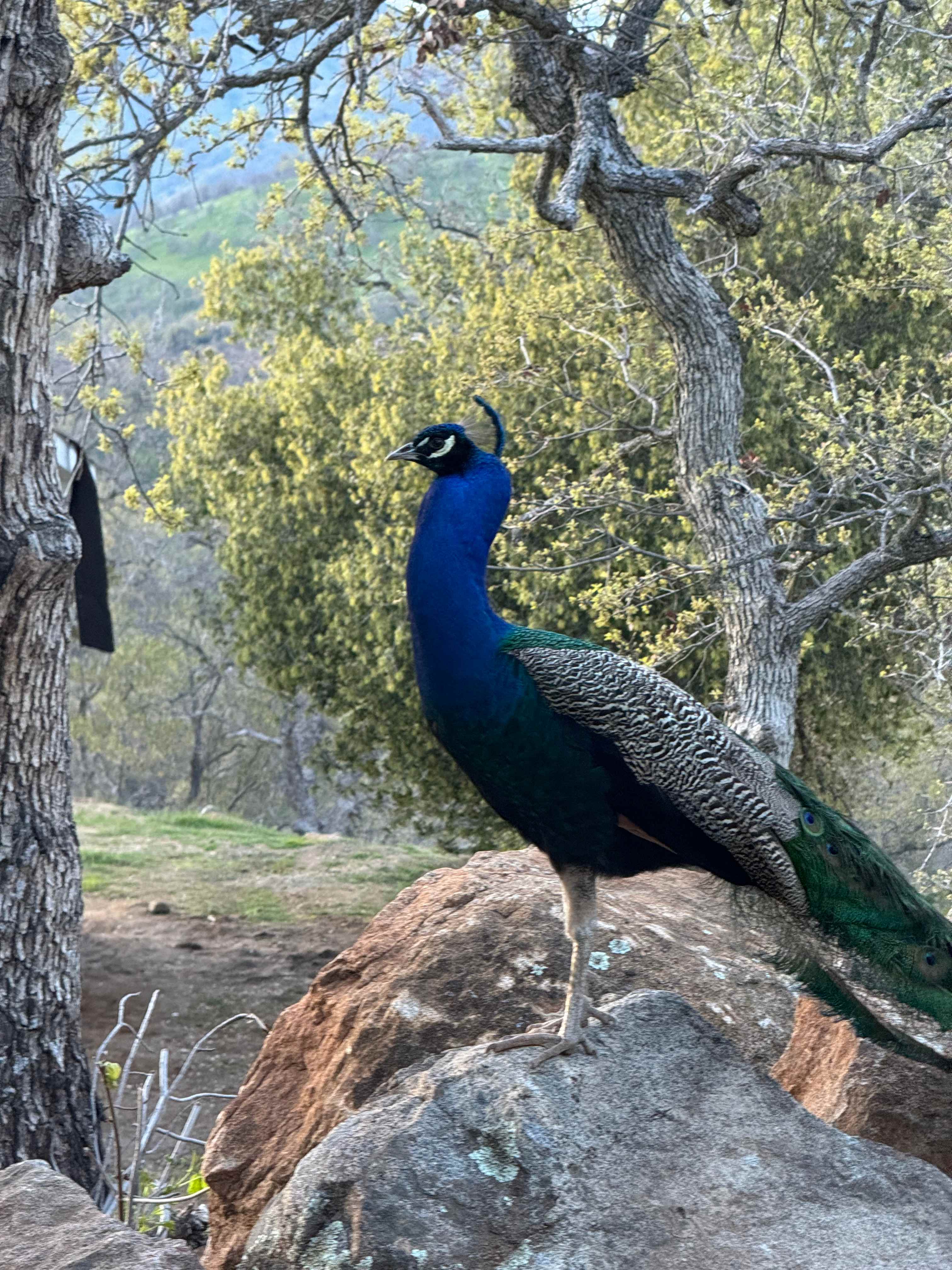 Neighborhood peacock comes to visit the Mountain Bunkhouse Trailer.