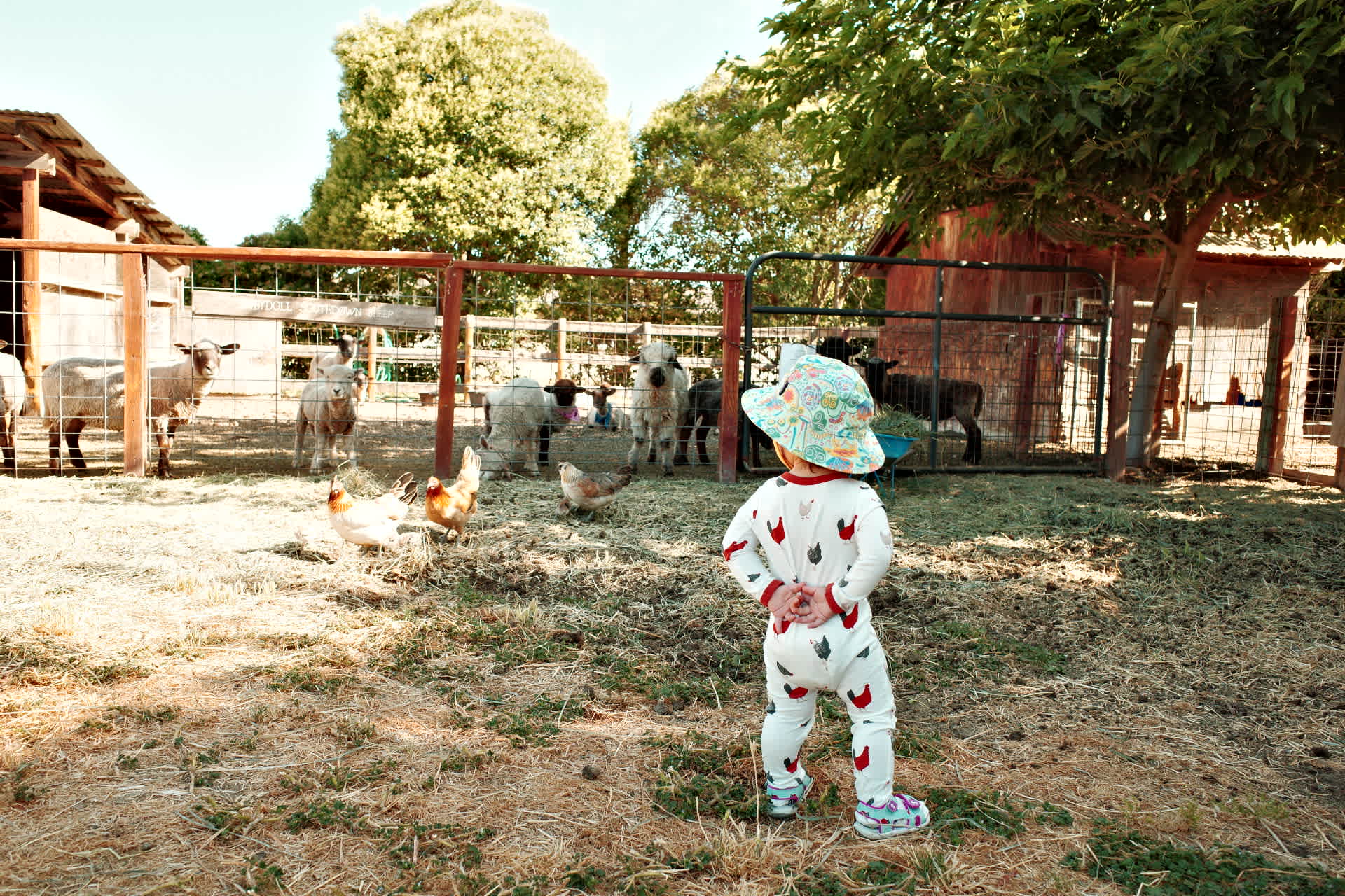 Windsor Family Farm