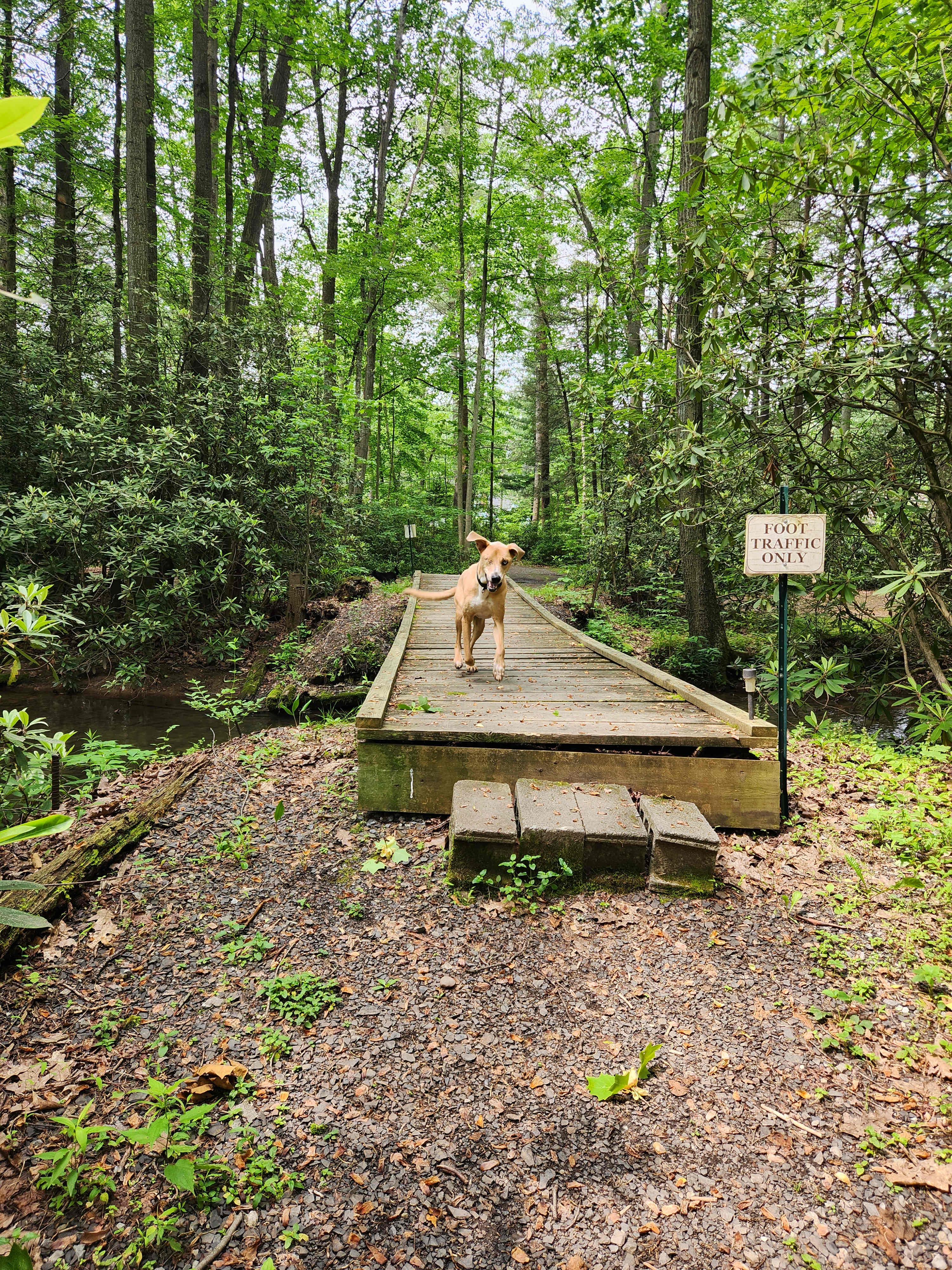 Bald Eagle Campsite