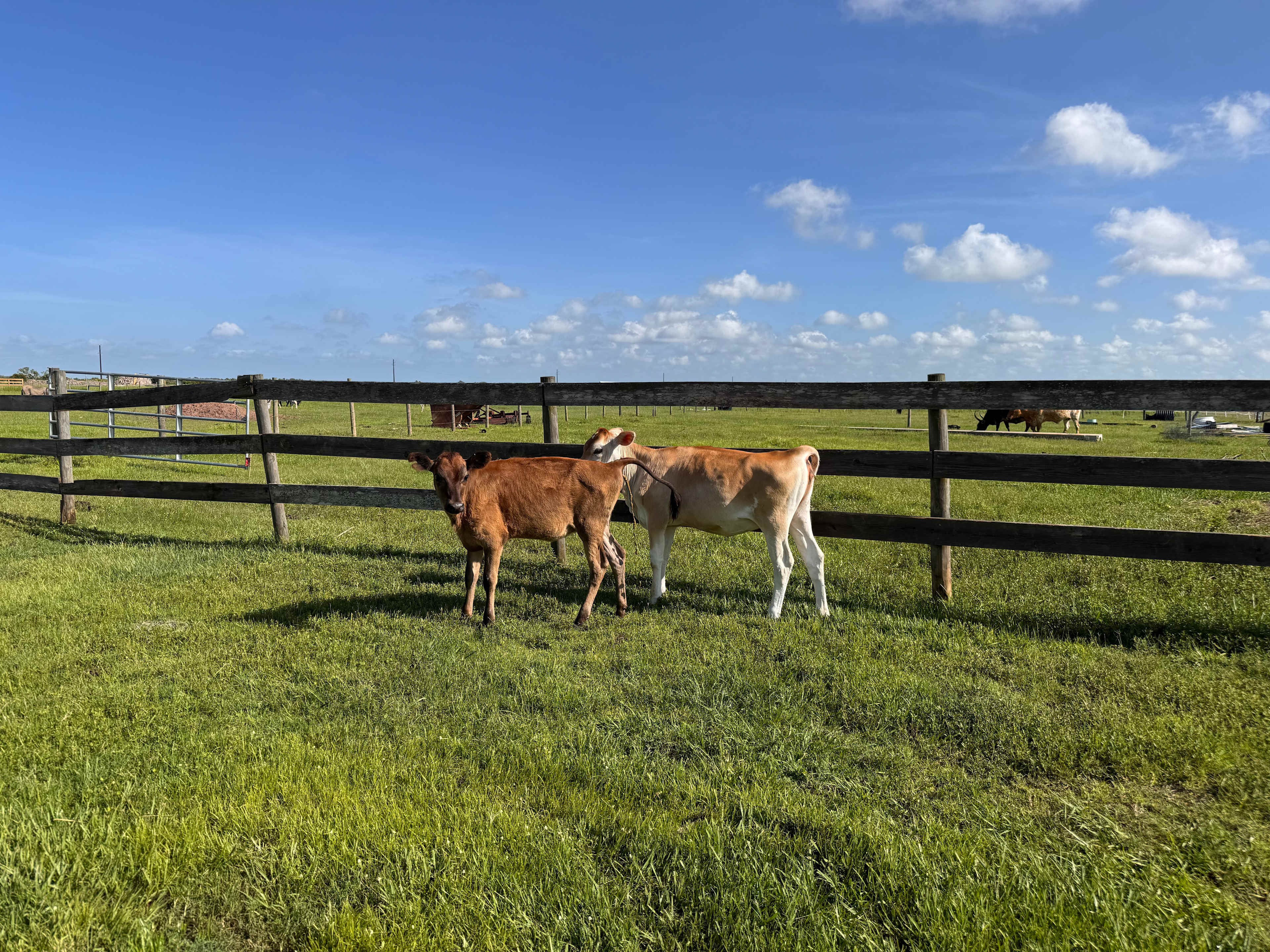 Silver Bullet Stables