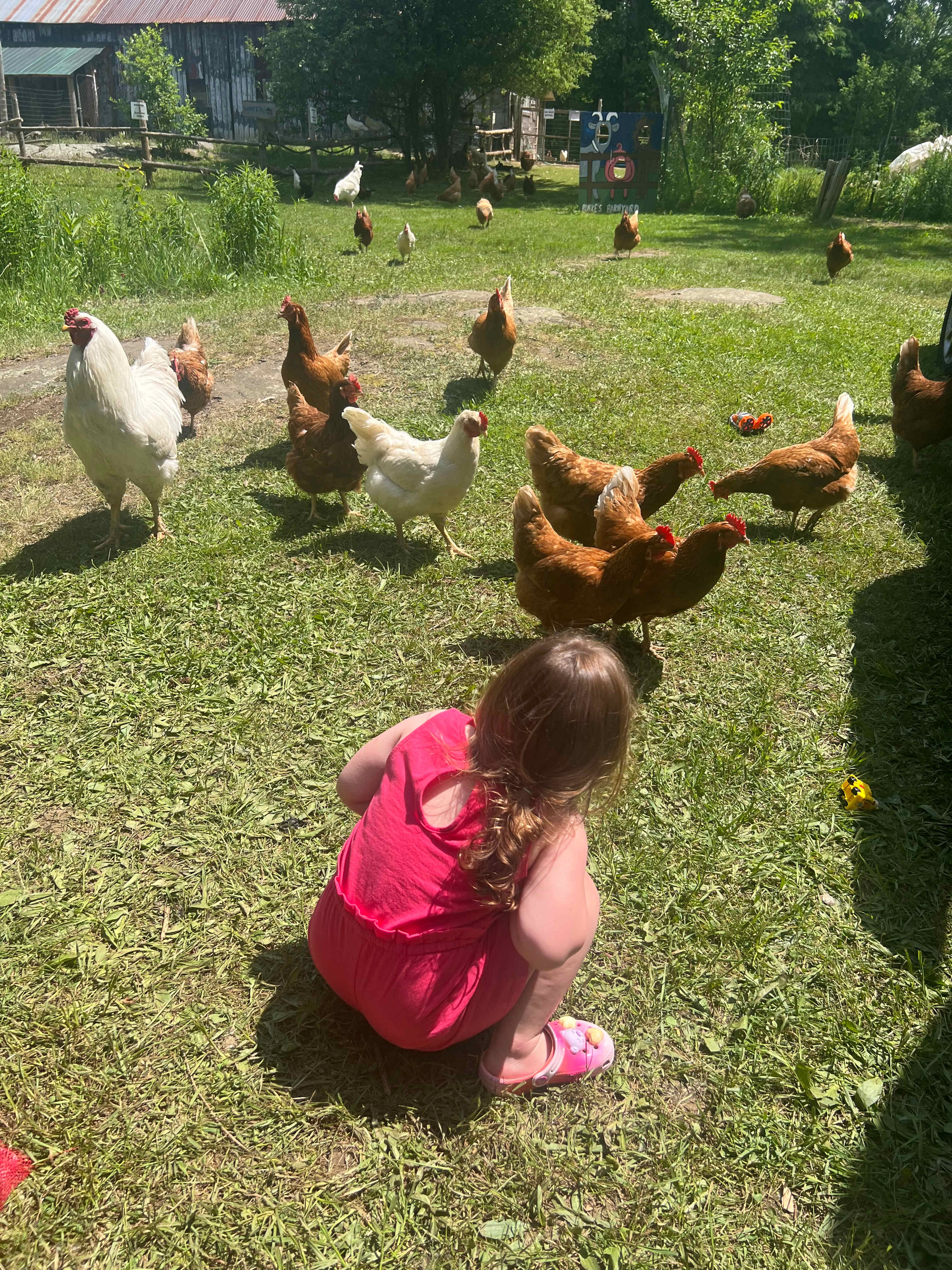 Burke’s Barnyard - Farm Camping