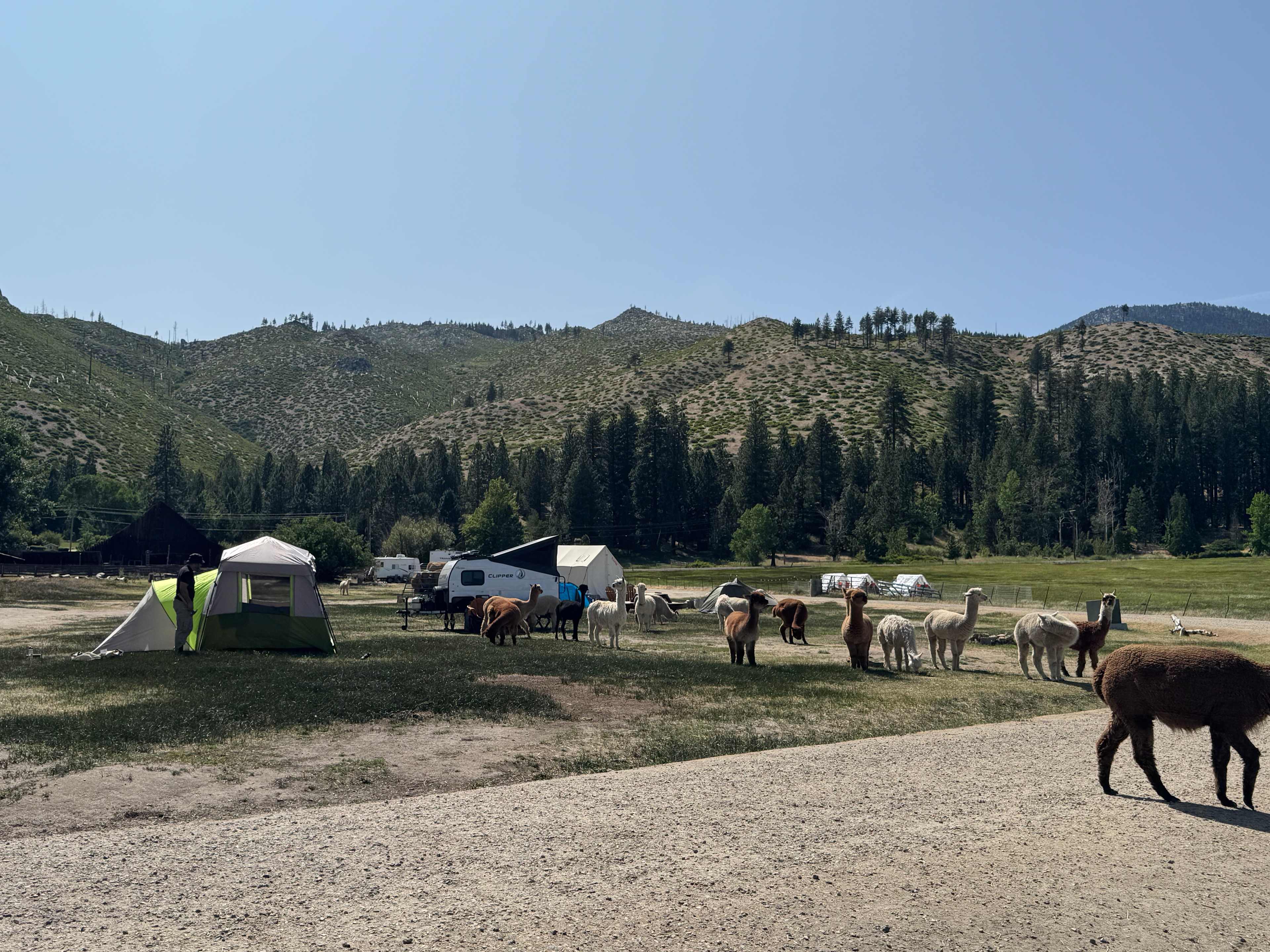 L.Davis Ranch and Olde LYFE Alpacas
