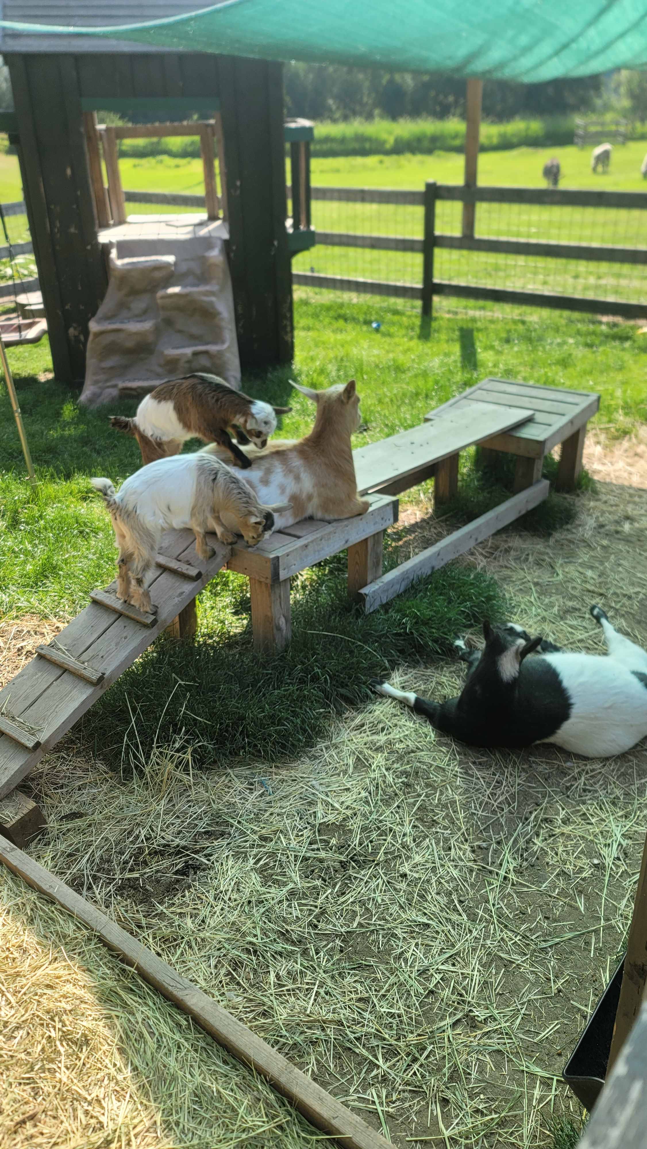 Goats