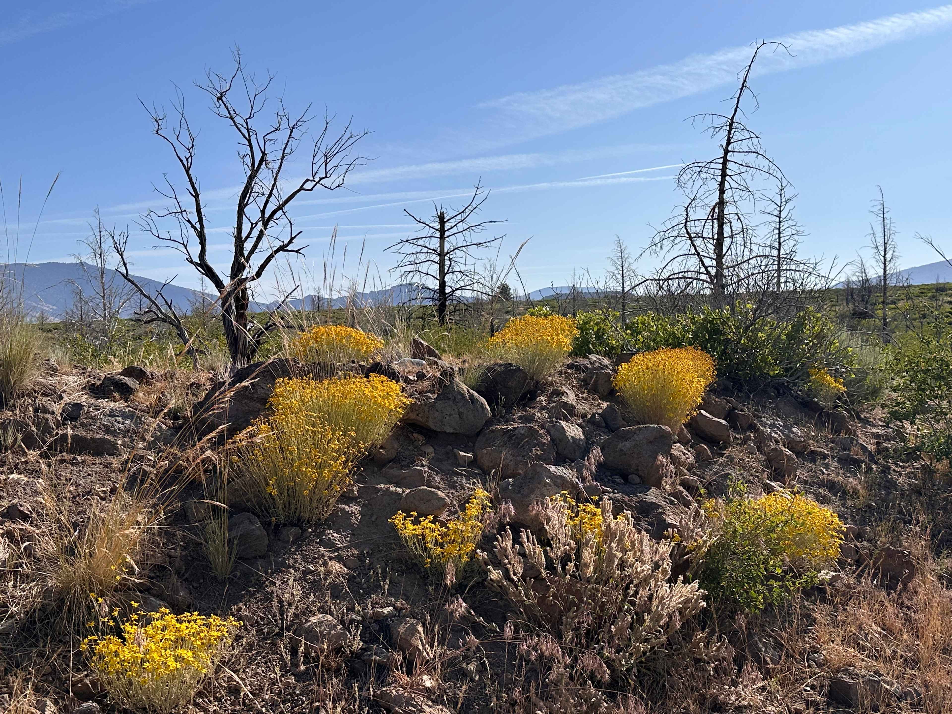 Juniper Spur Ranch