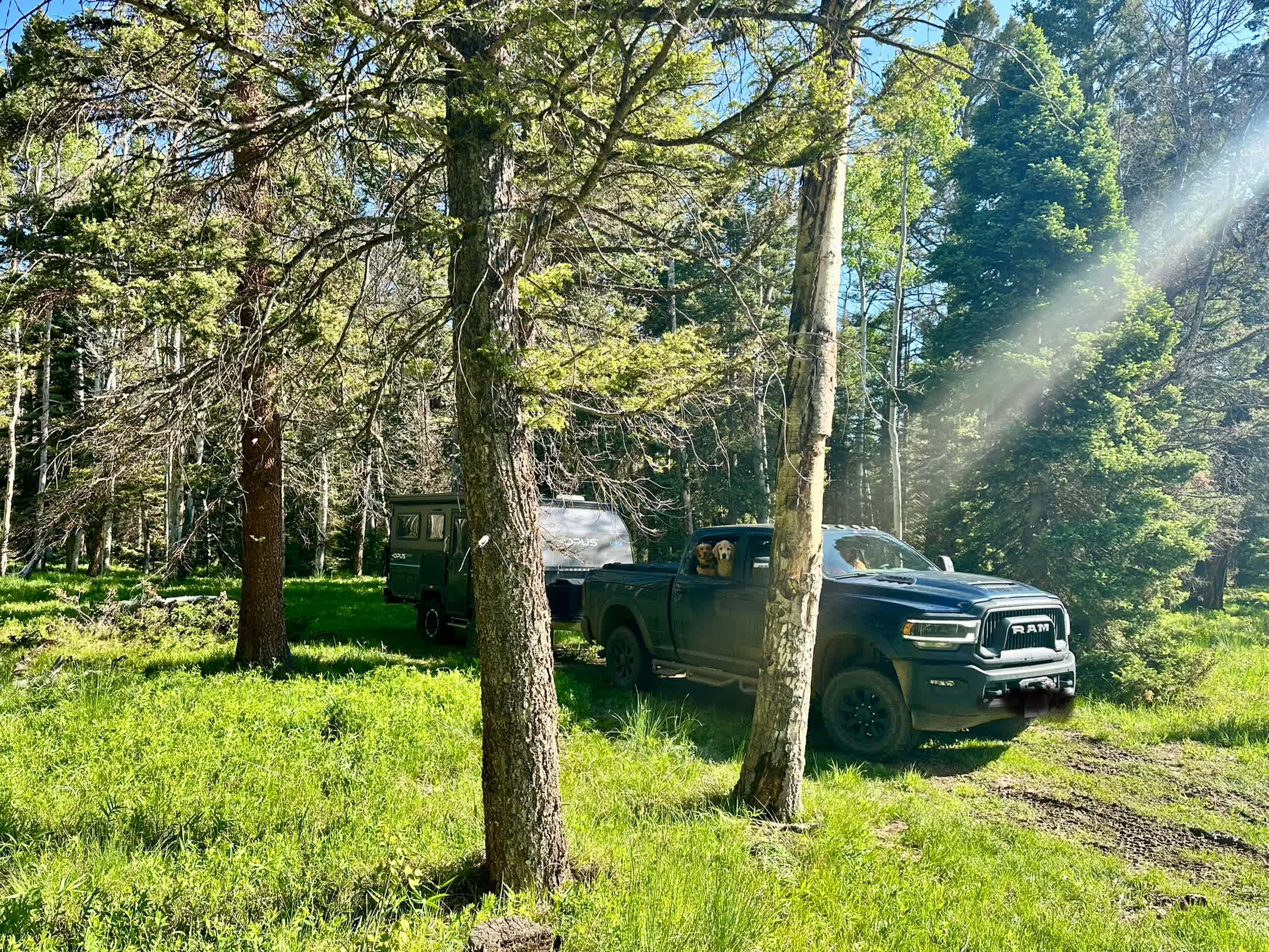 Balsam Bliss