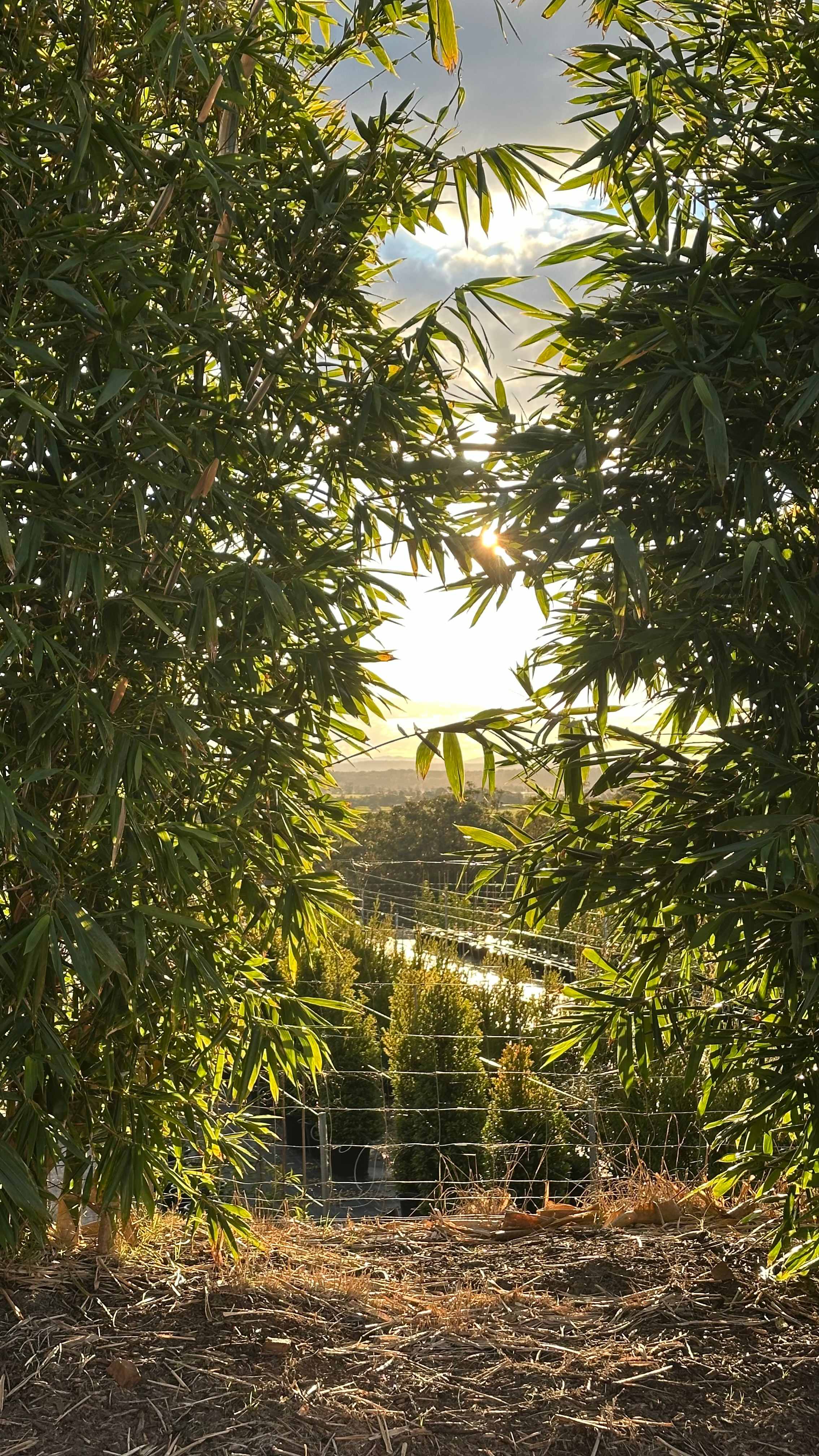 Island Acres