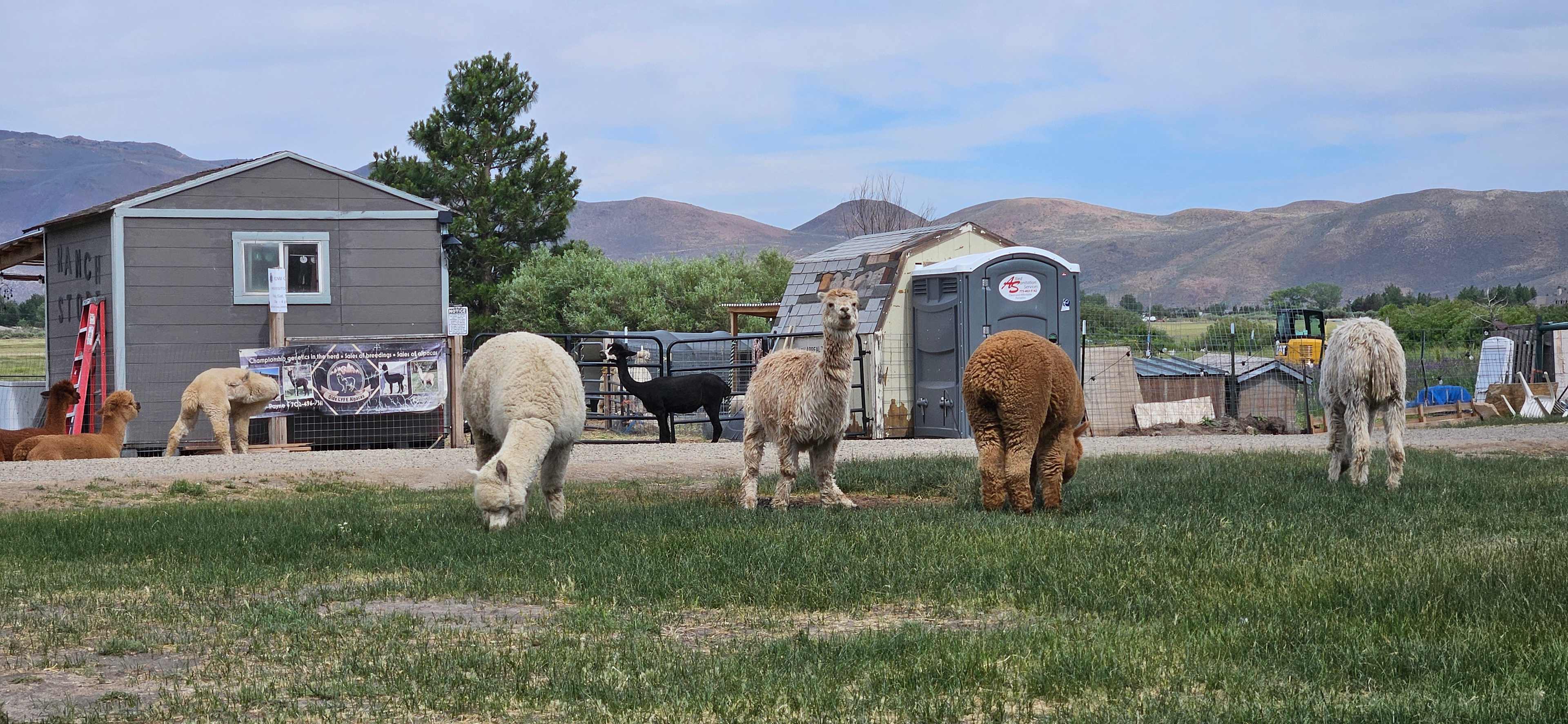 L.Davis Ranch and Olde LYFE Alpacas