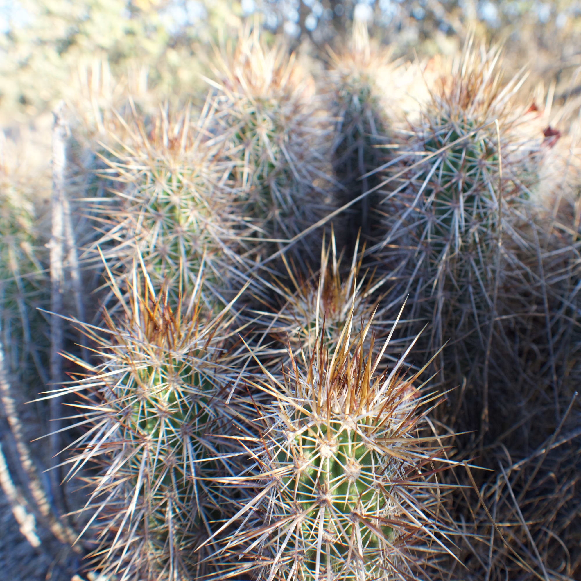 More cactus! 