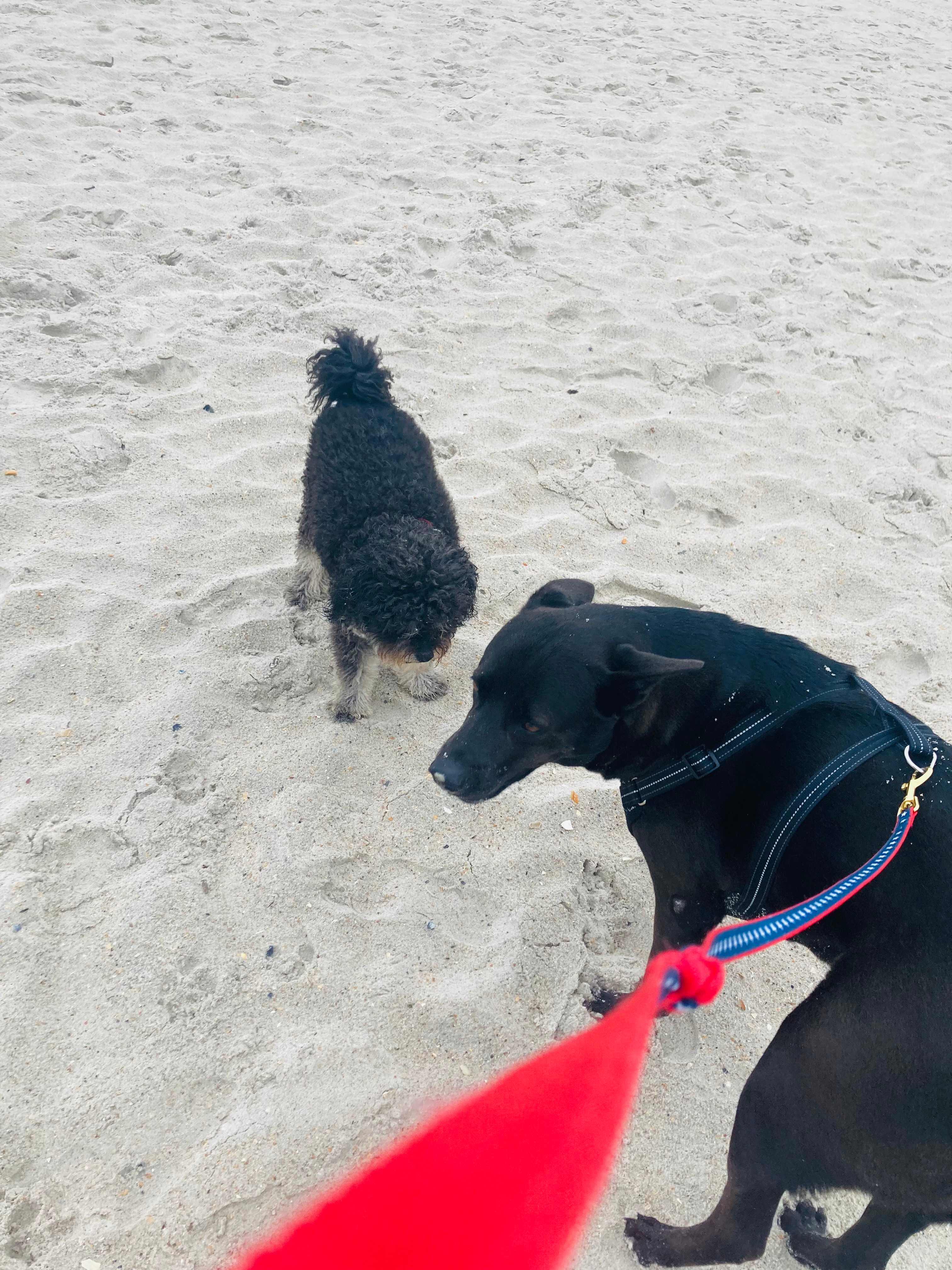 Dogs are only allowed on the beach during the fall and winter months. Please double check to verify the approved months. I think this was October.