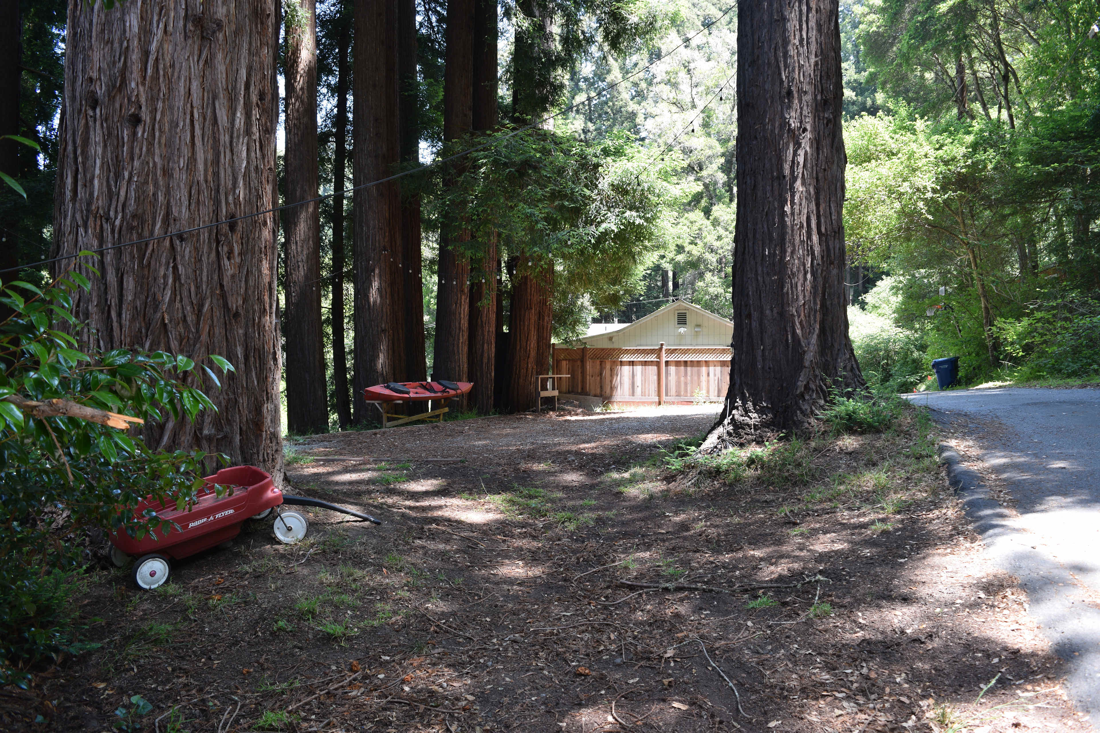 Cathedral Grove
