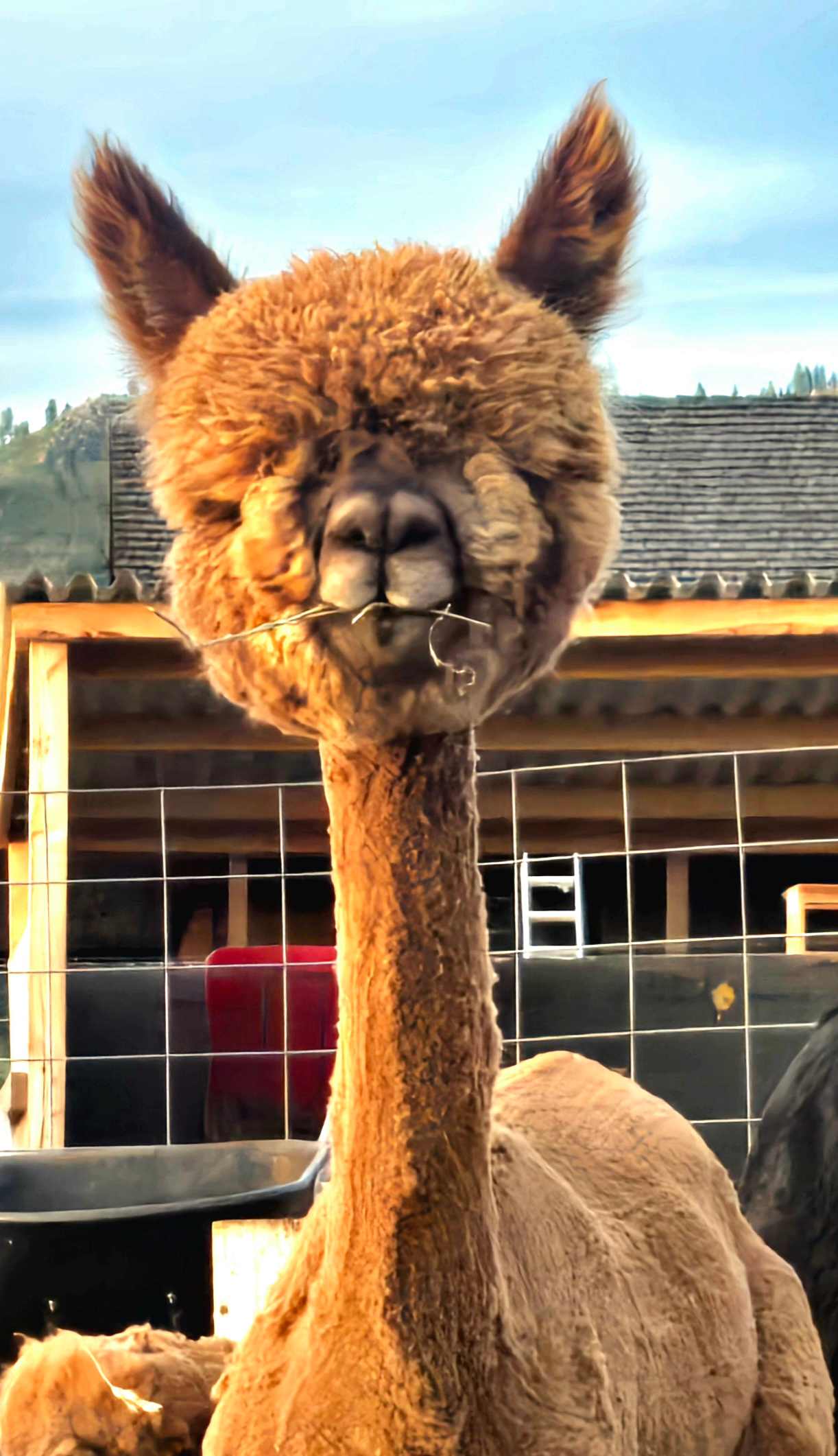 L.Davis Ranch and Olde LYFE Alpacas