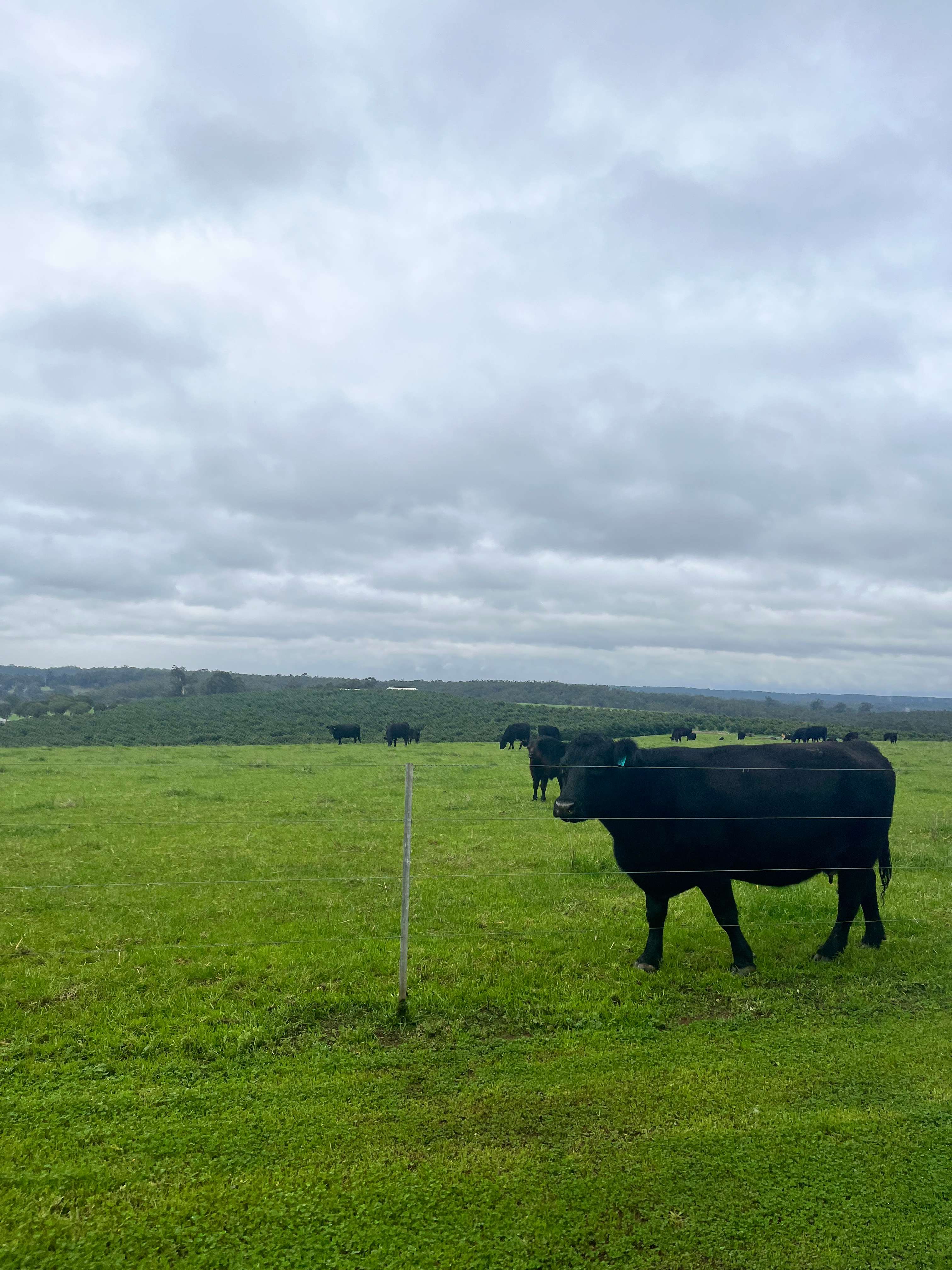 Fernbrook Farm Stay