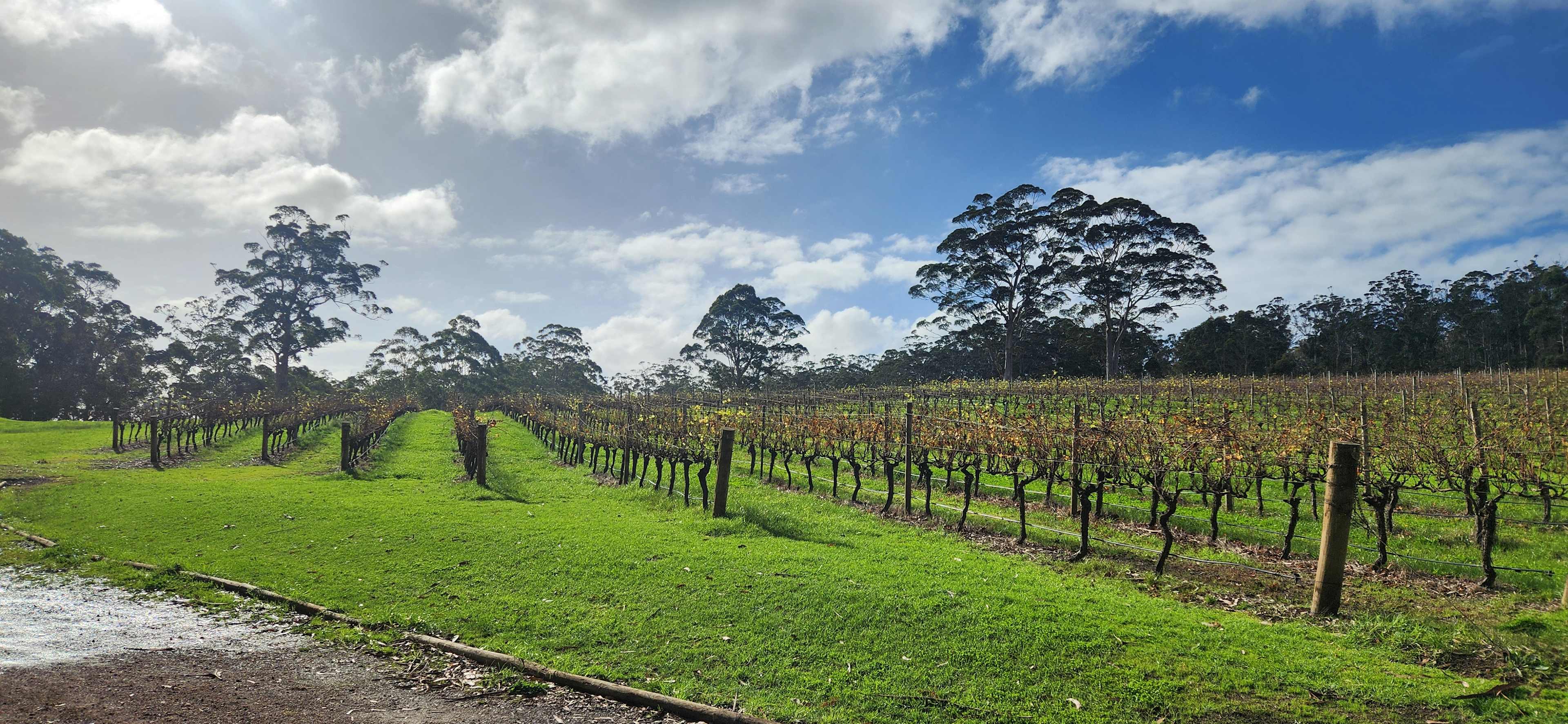 Stunning Rockcliffe Vineyard