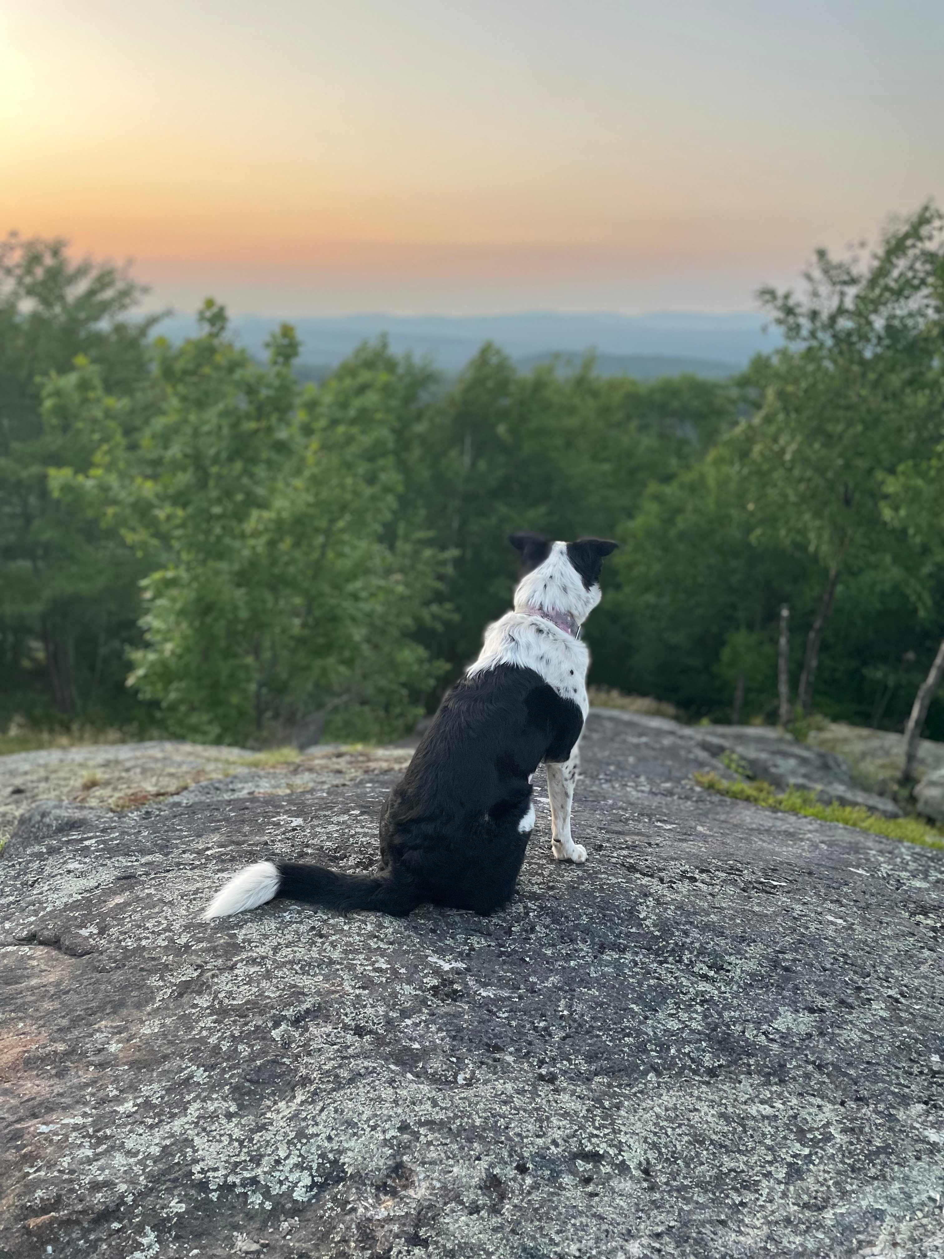 Miss Oreo watching the sunset