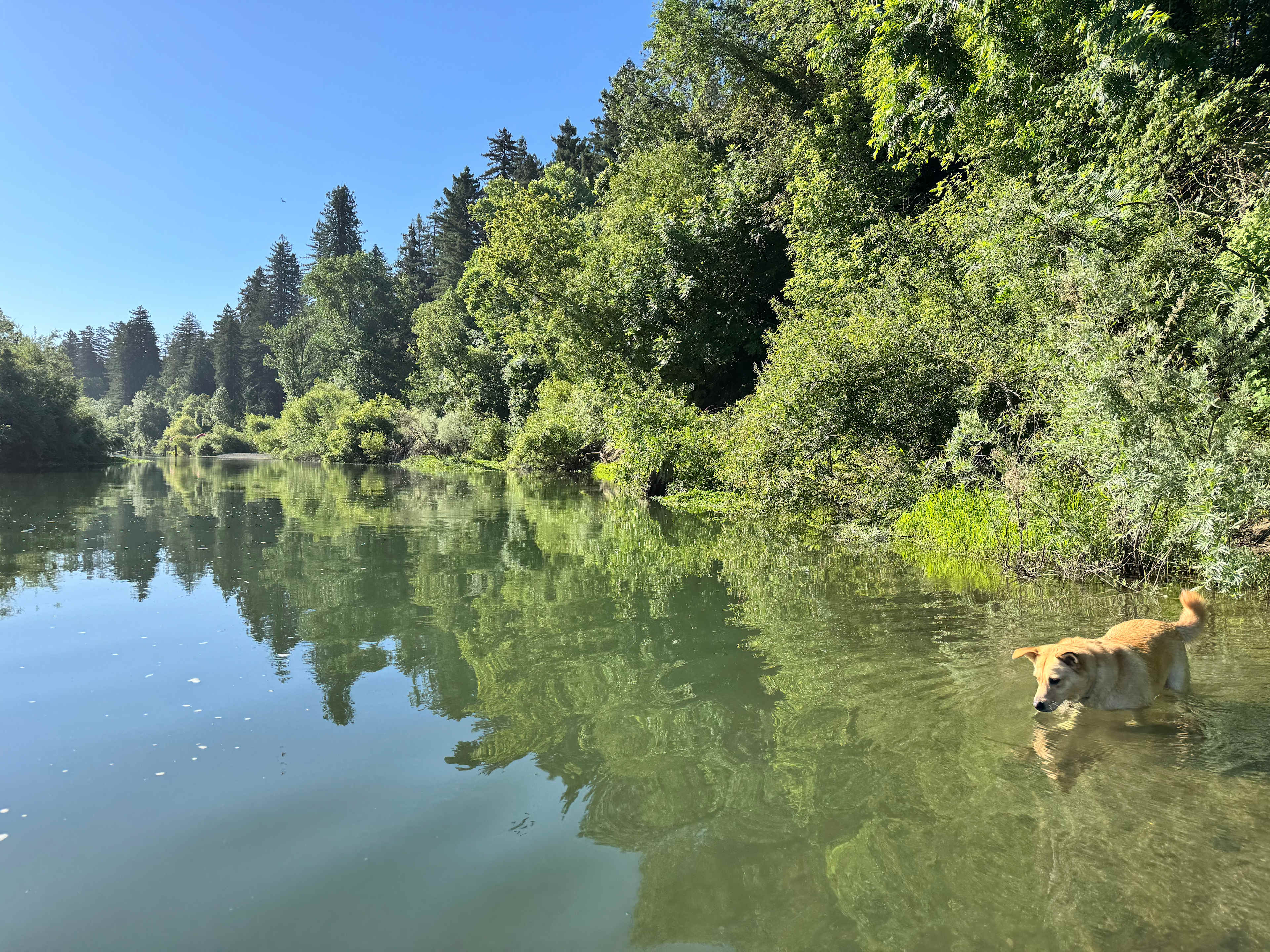 The Mojo River Spot in the redwoods