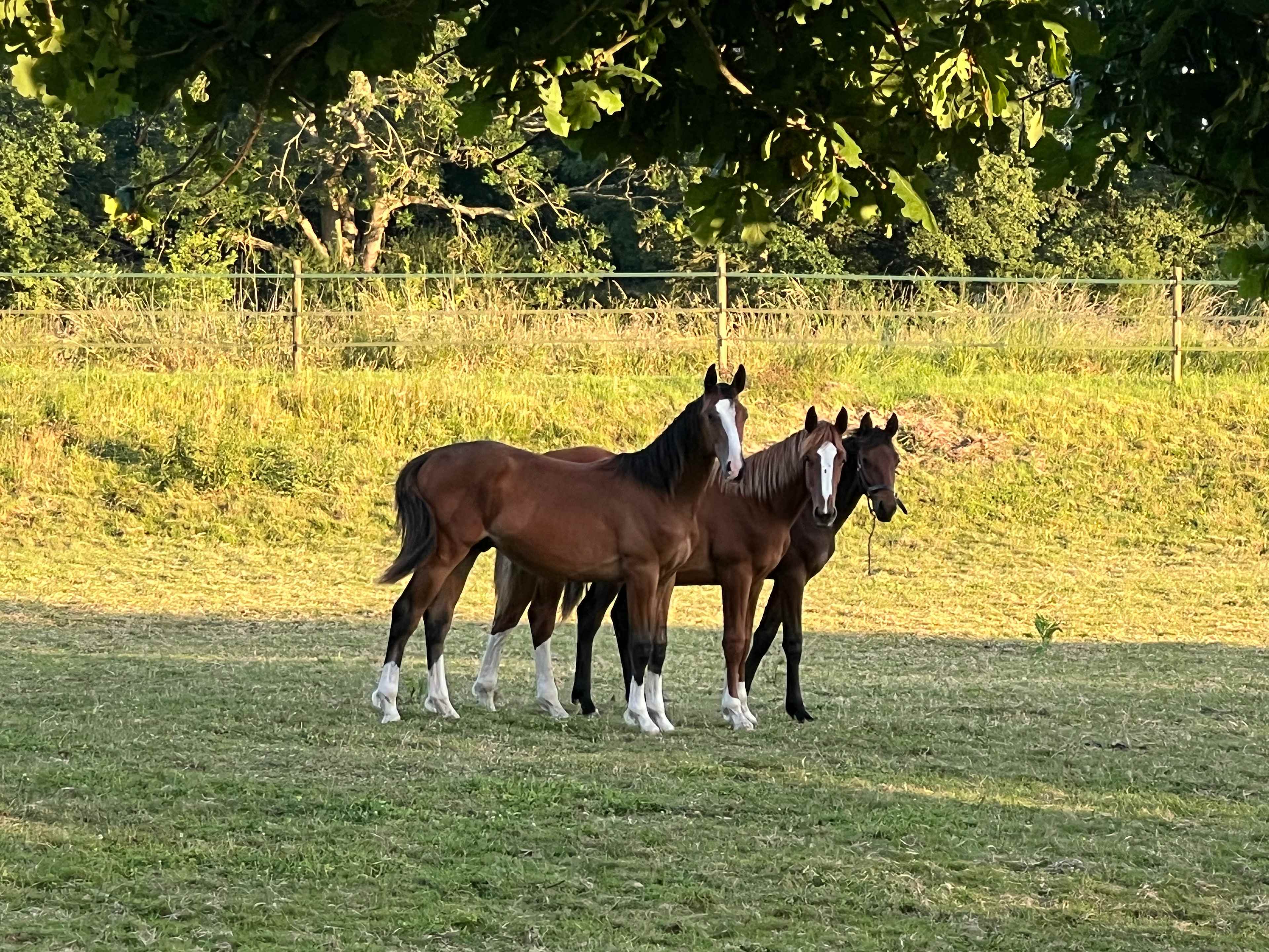 Wychwood Farm