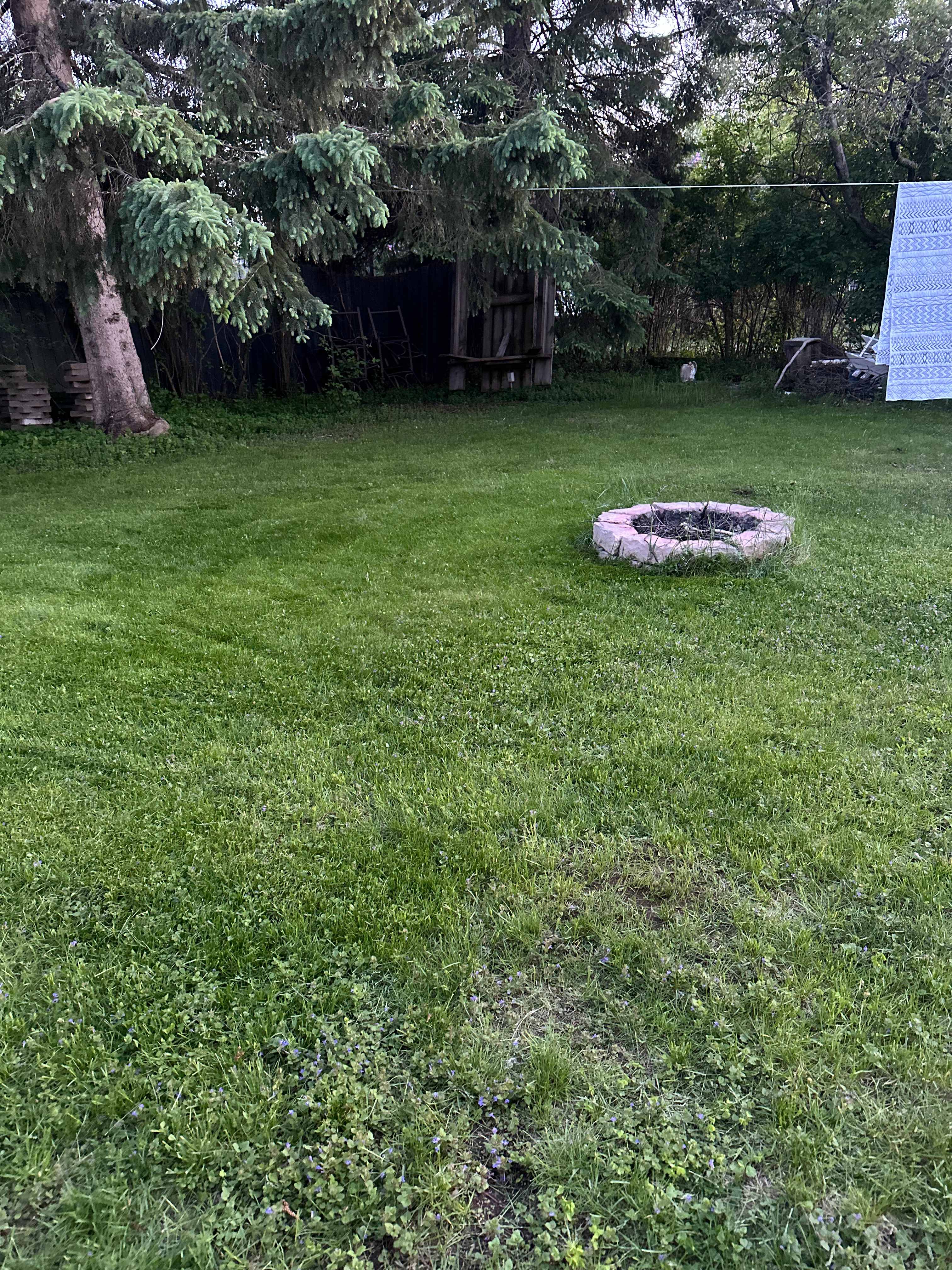 Backyard on Birch