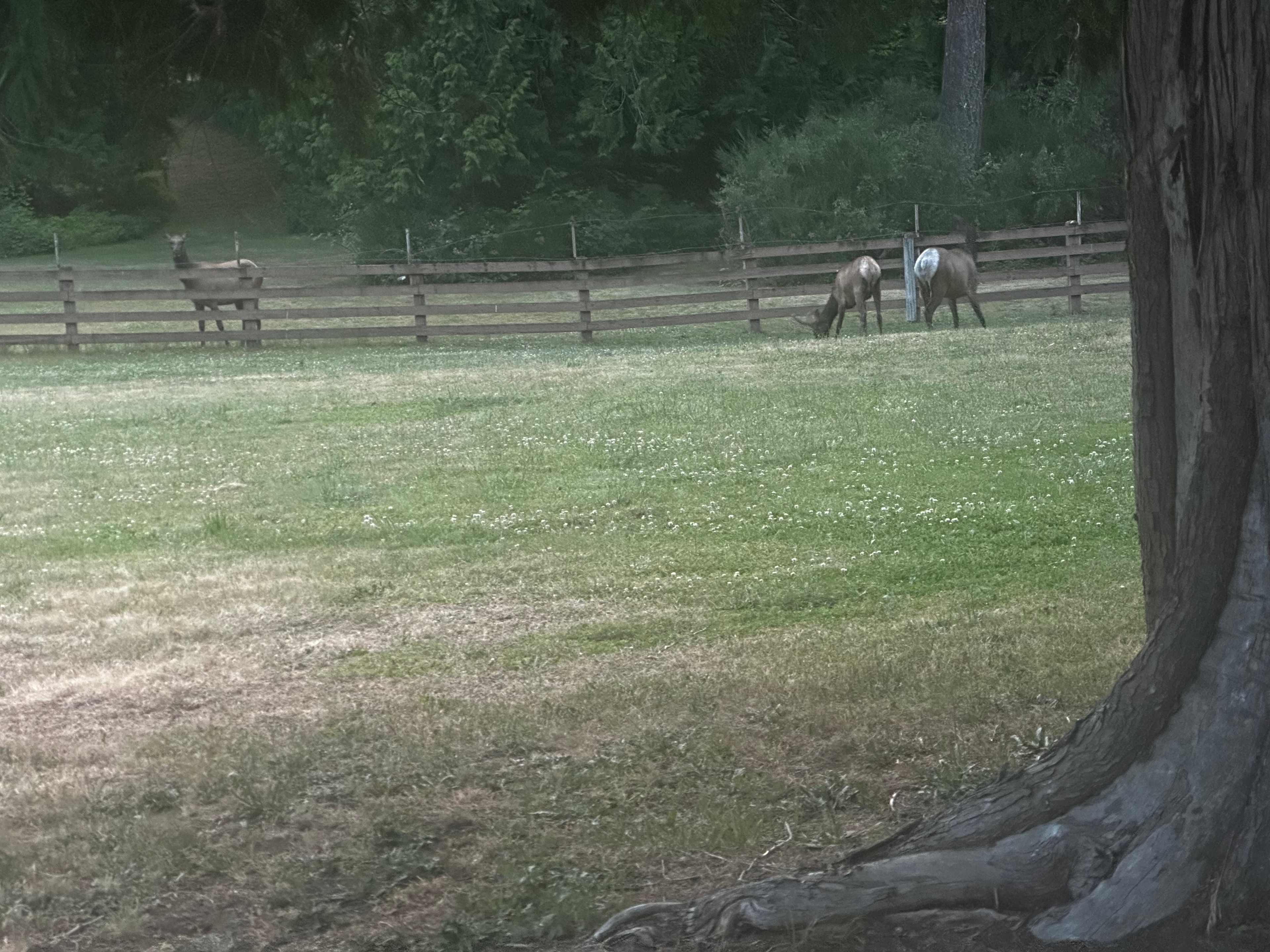 Ravensdale Garden RV Camp