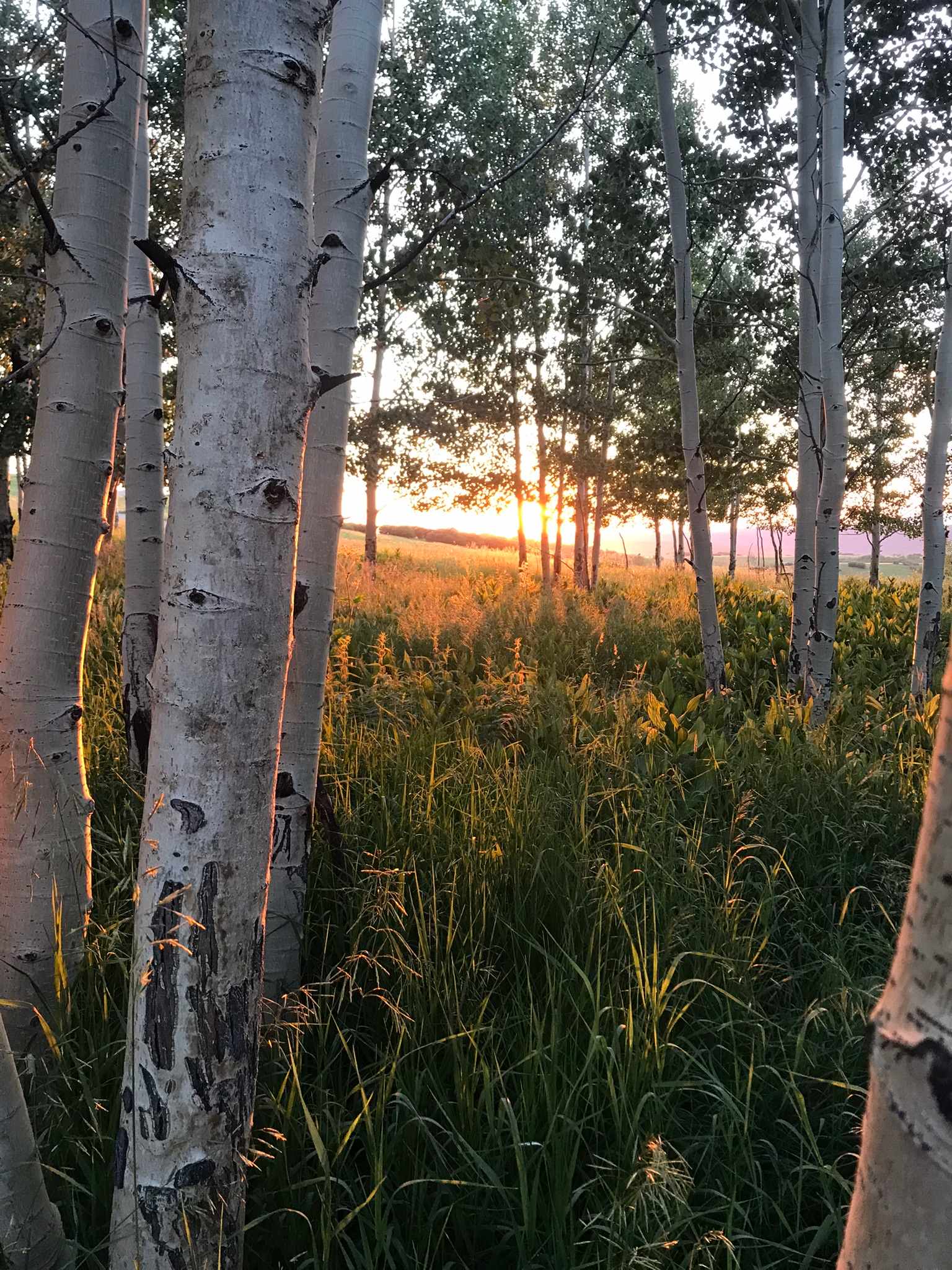 Hastings Mesa Nature Camp