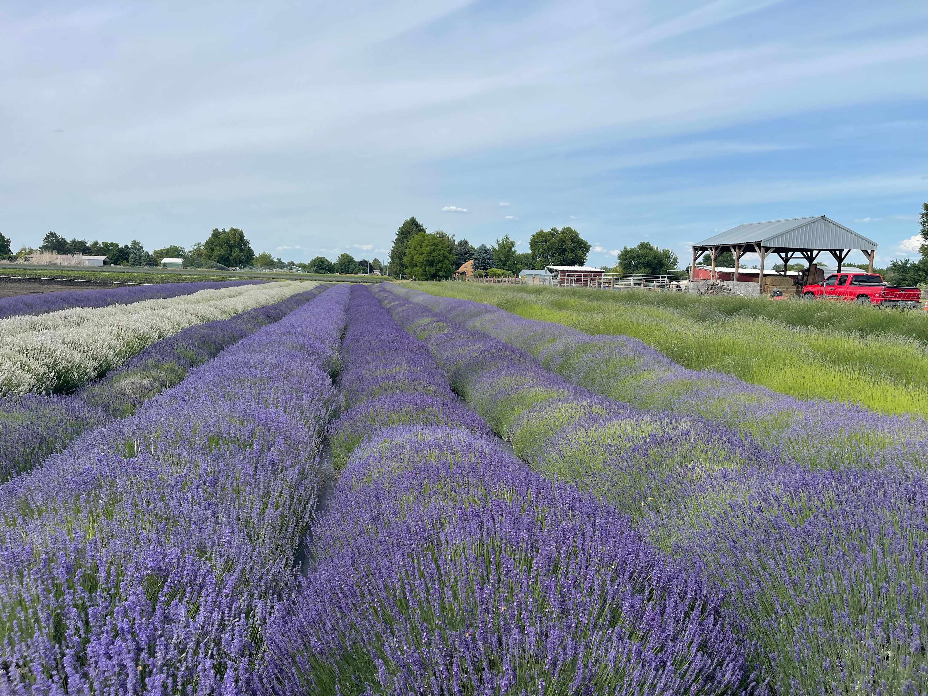Relaxing, Peaceful Lavender Farm