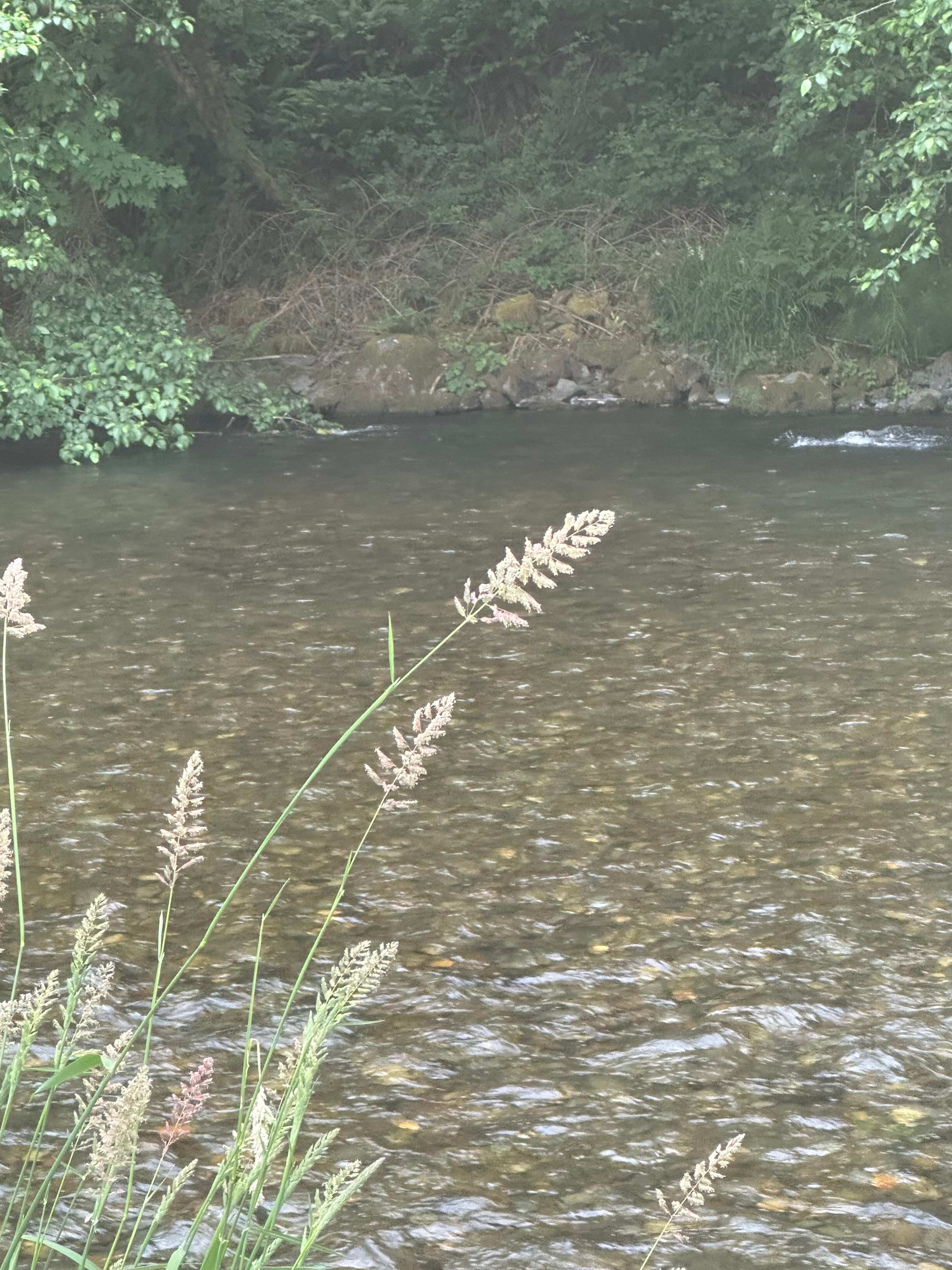 Cedar River Camping