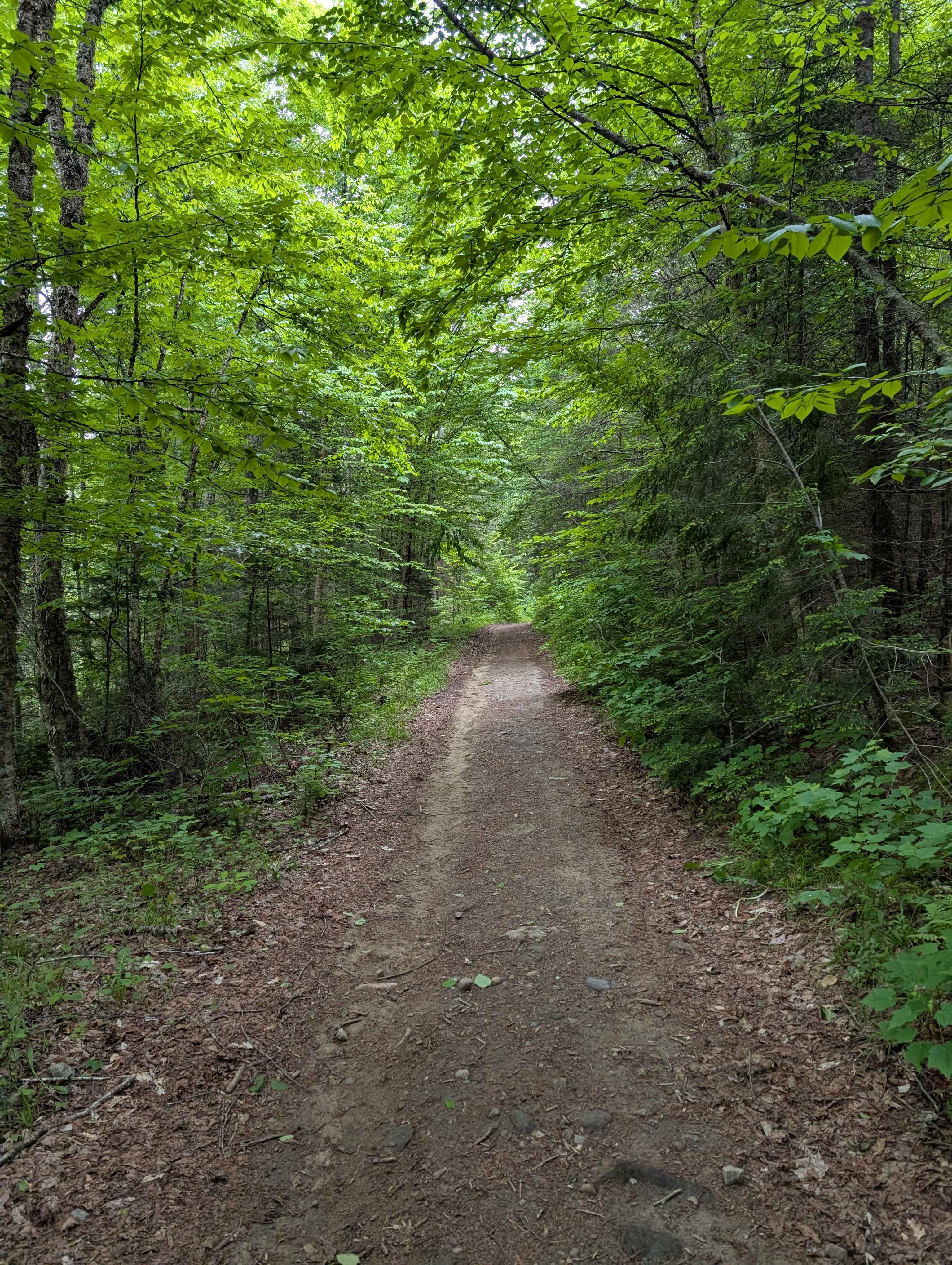 Field and Forest