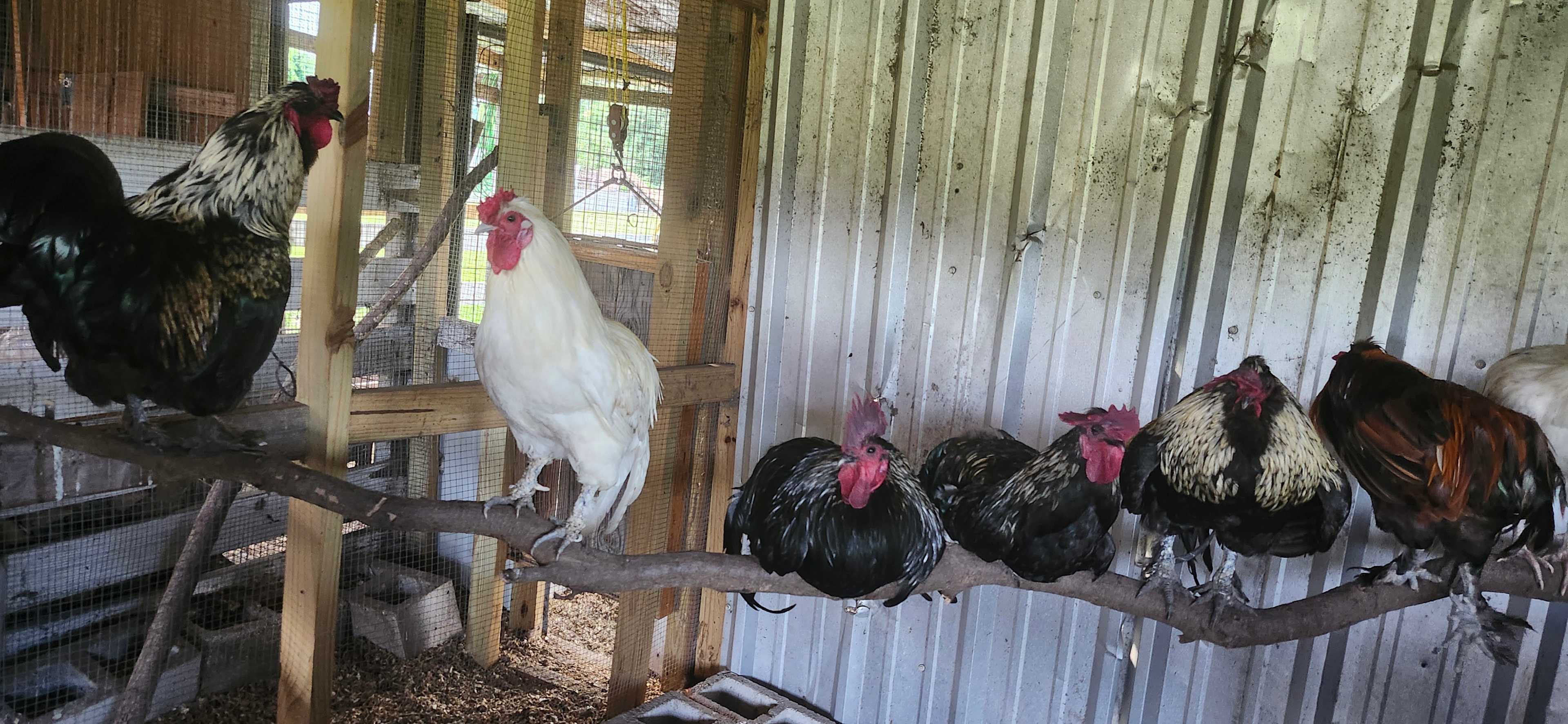 Kokomo Farms