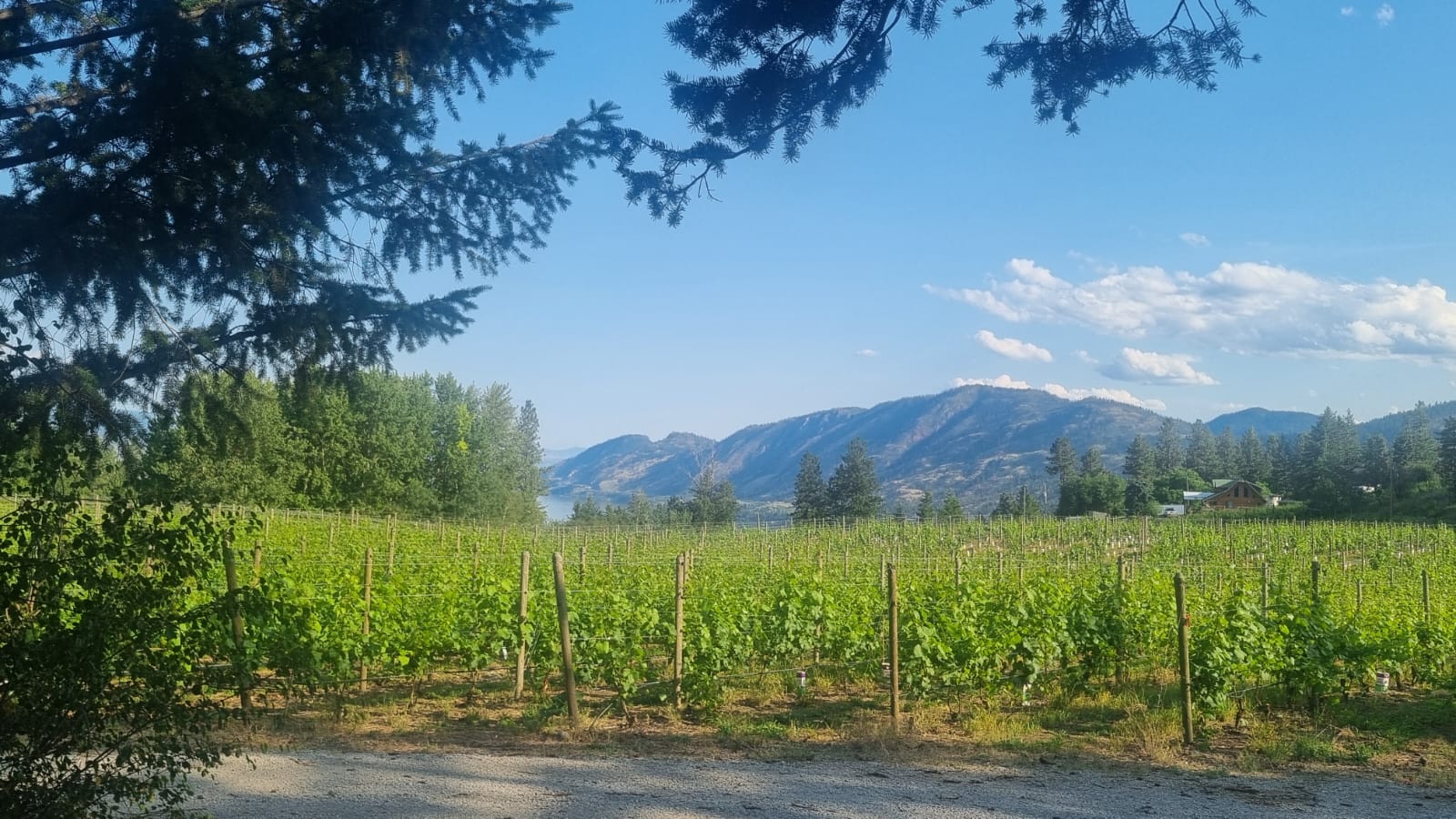 Back Forty Vineyards