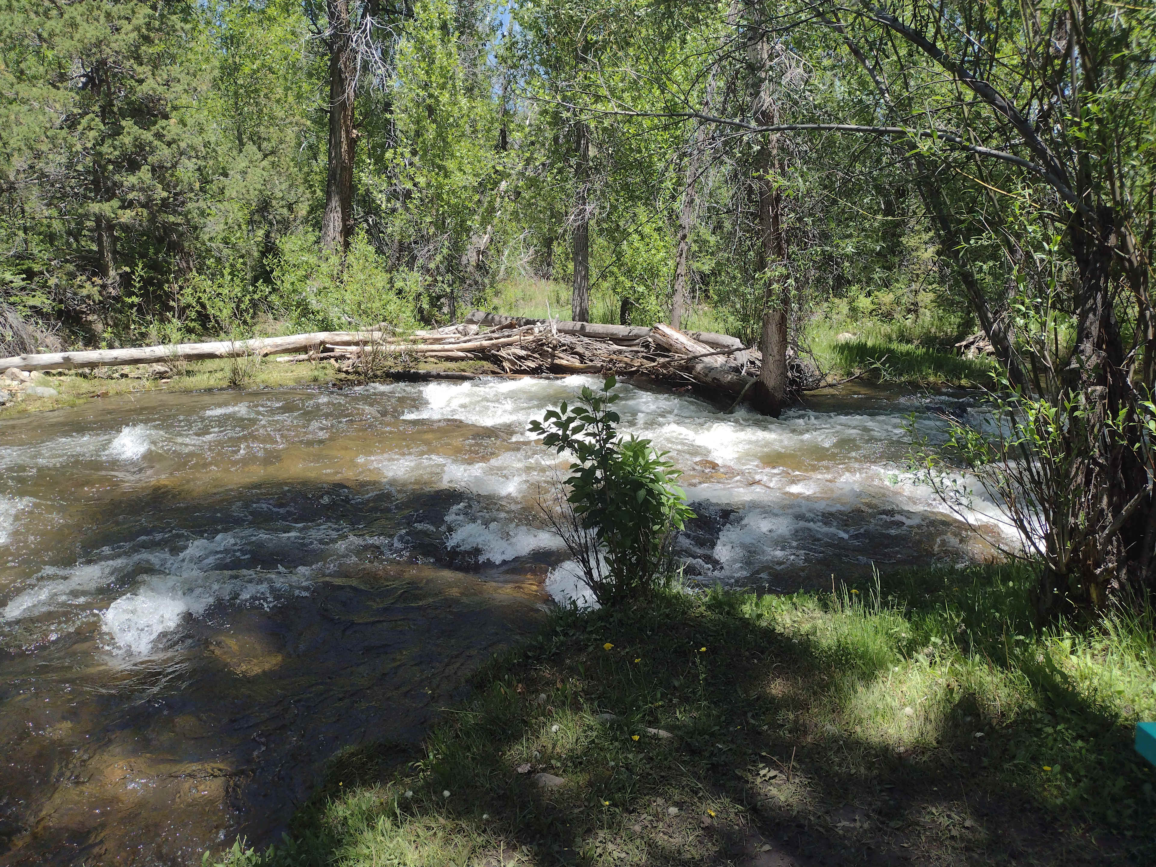 Beaver dam across from our campsite T06