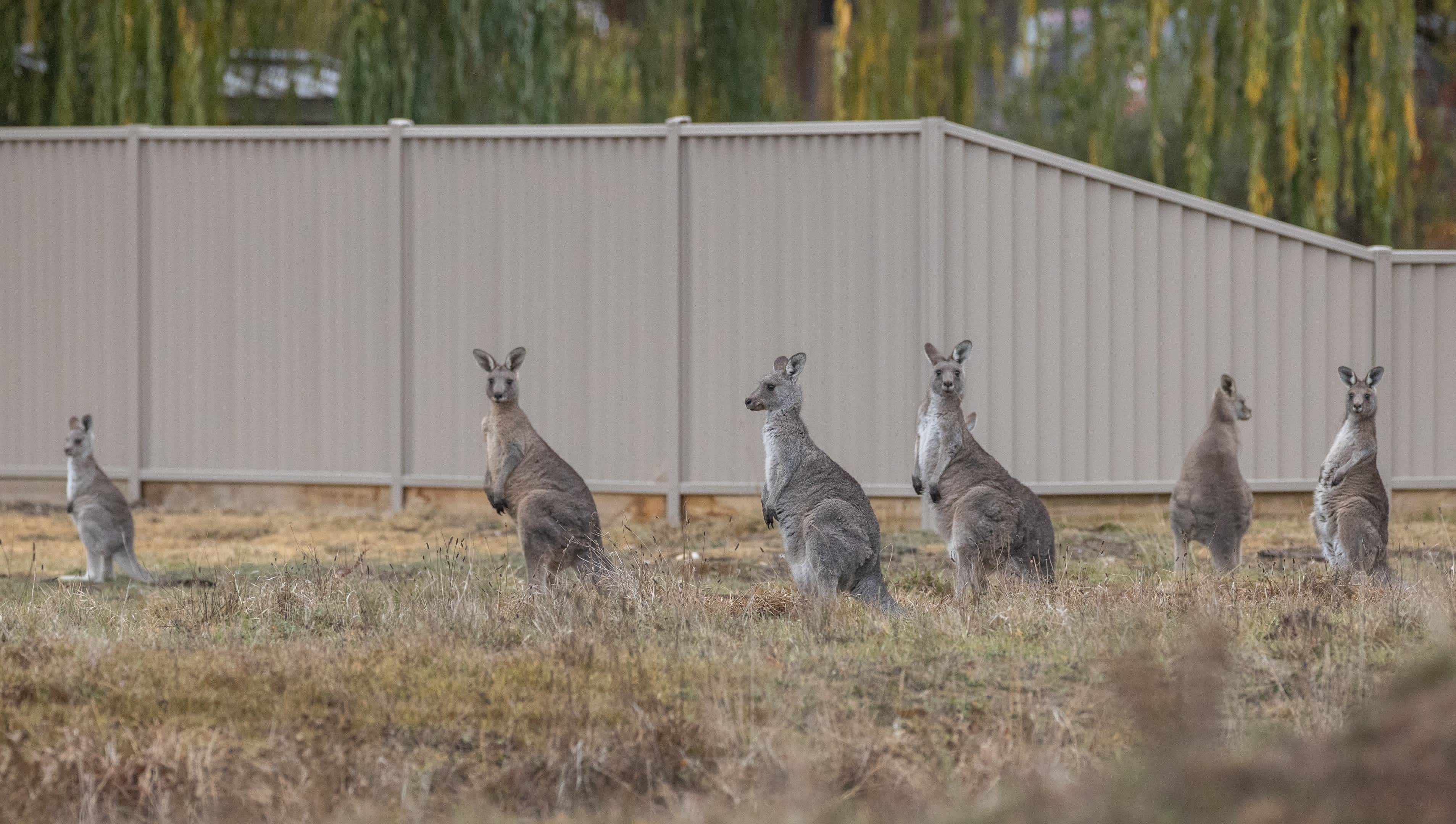 Creswick Holiday Park