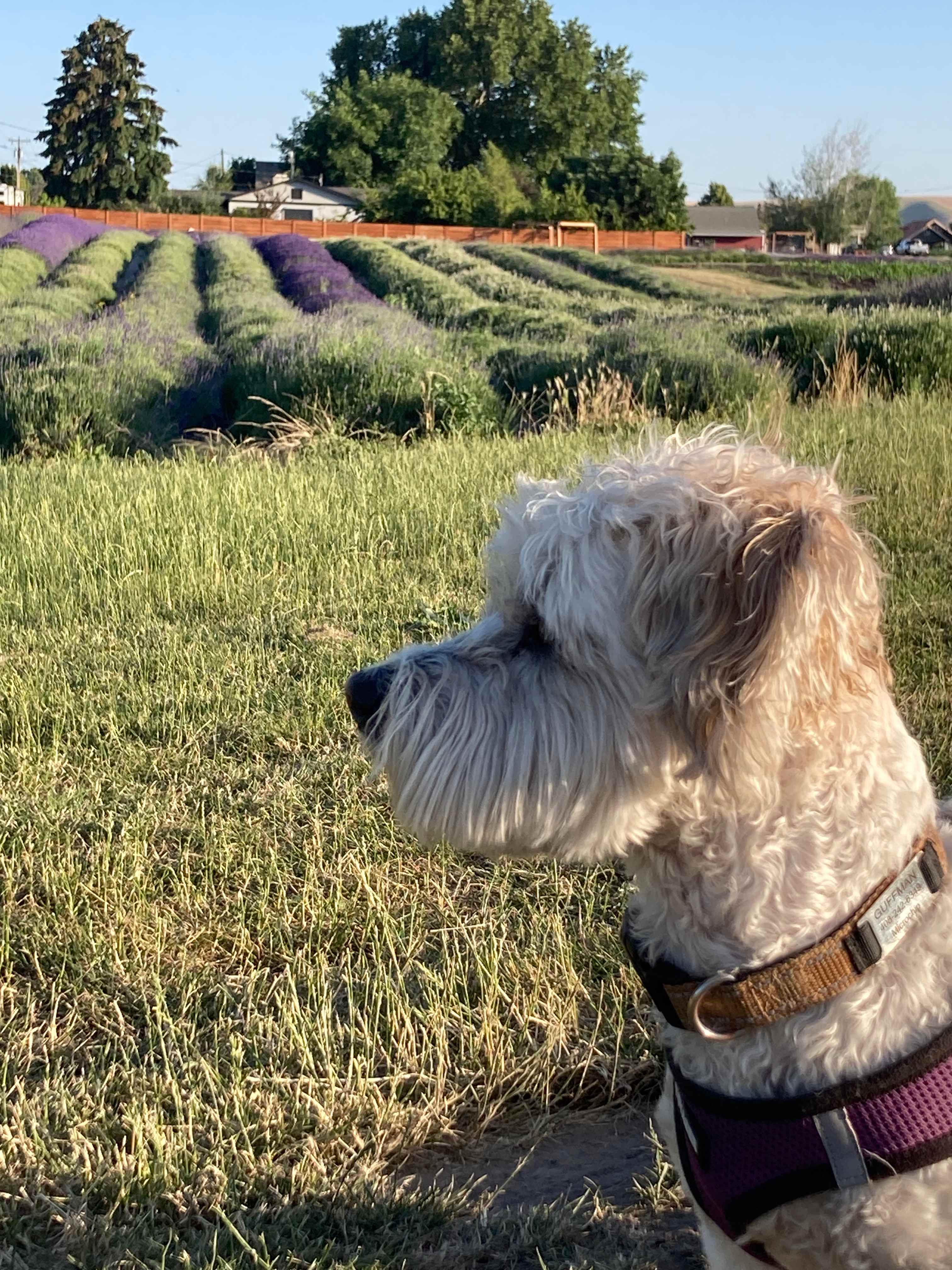 Relaxing, Peaceful Lavender Farm