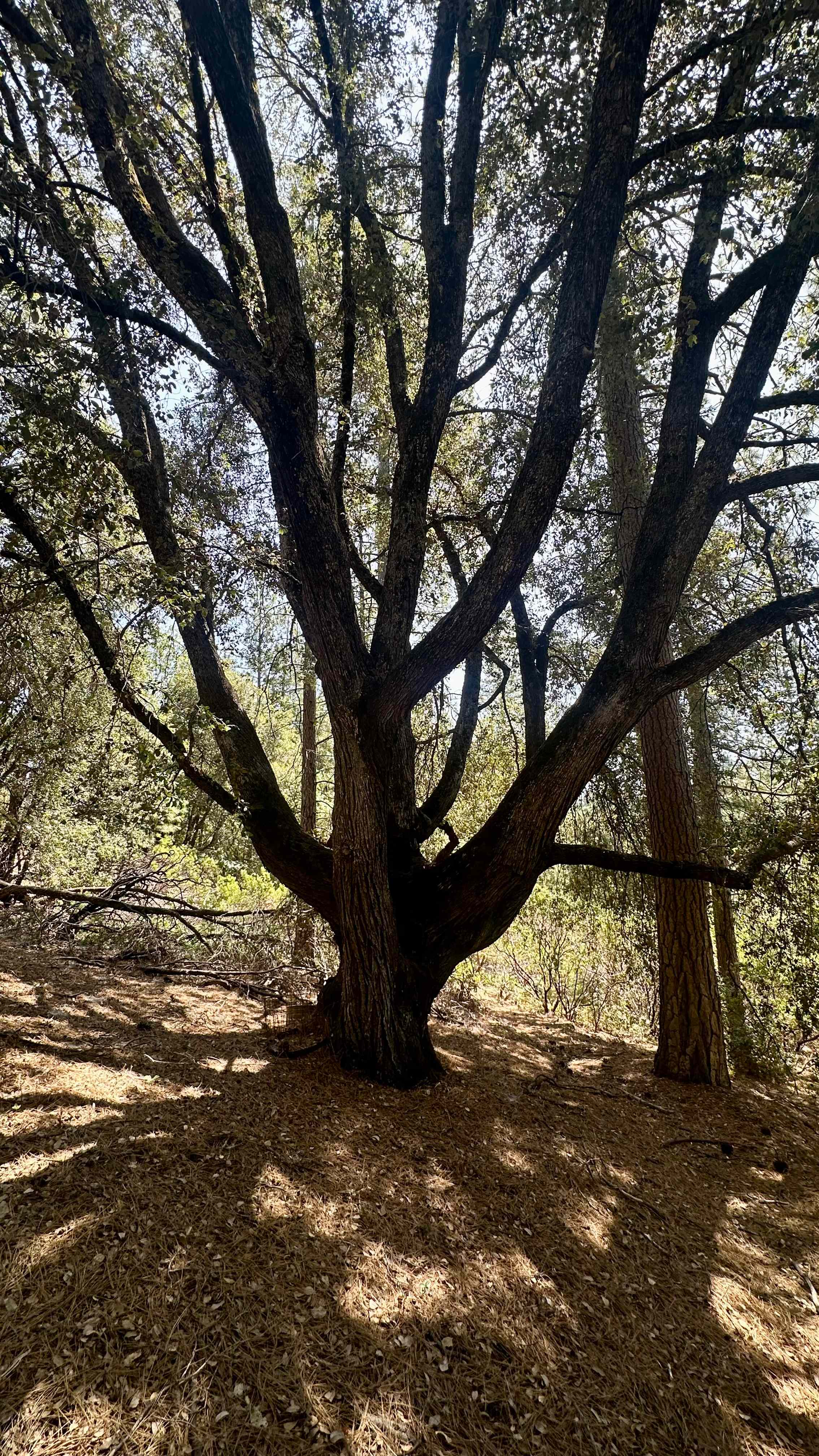 Sierra Circles Sculpture Garden
