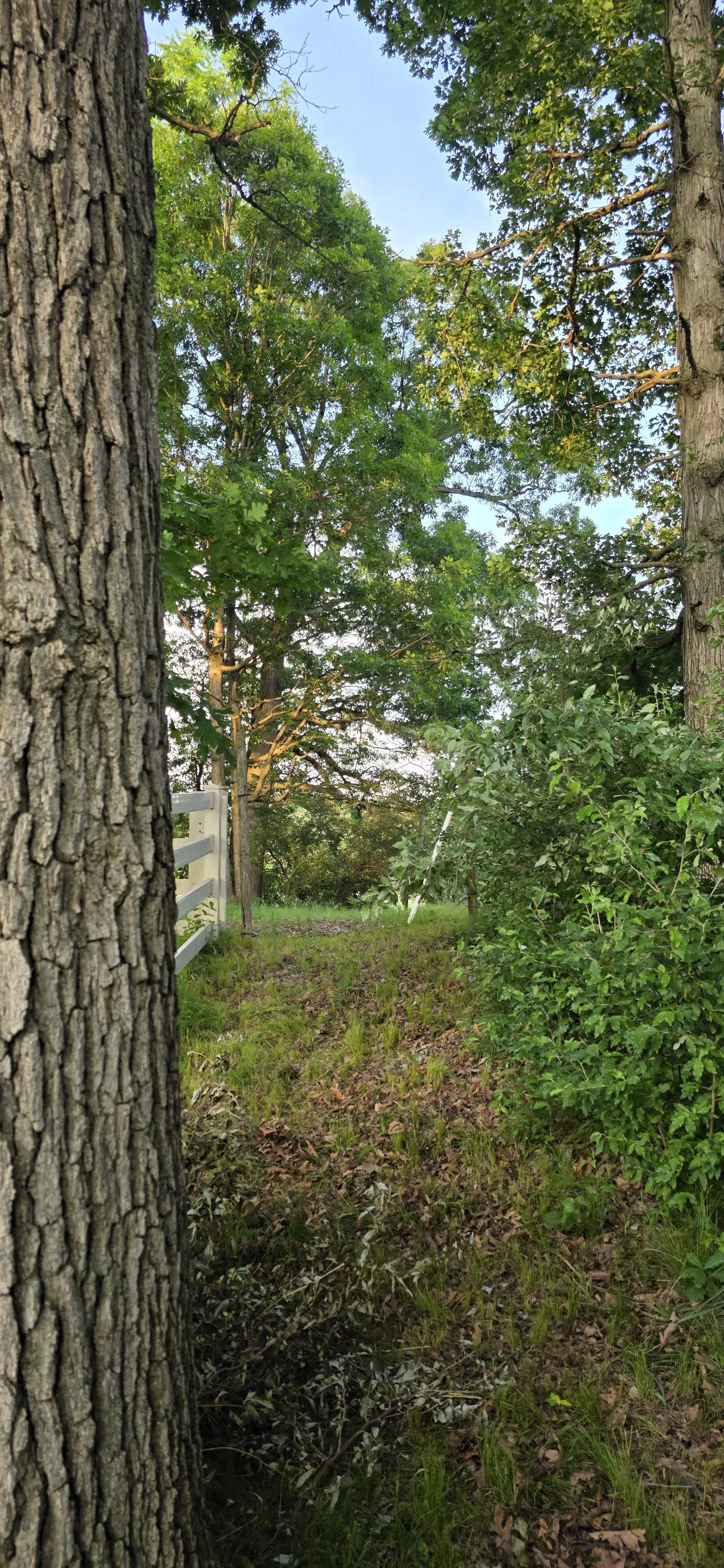 End of the path to oak hill.