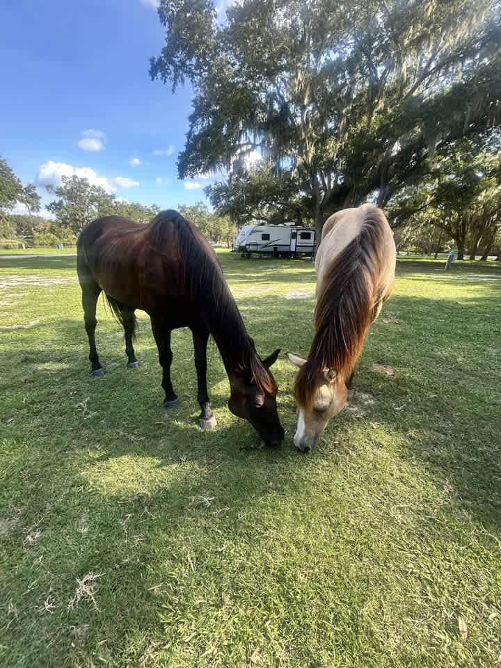 Wilderness Shores Ranch Campground!