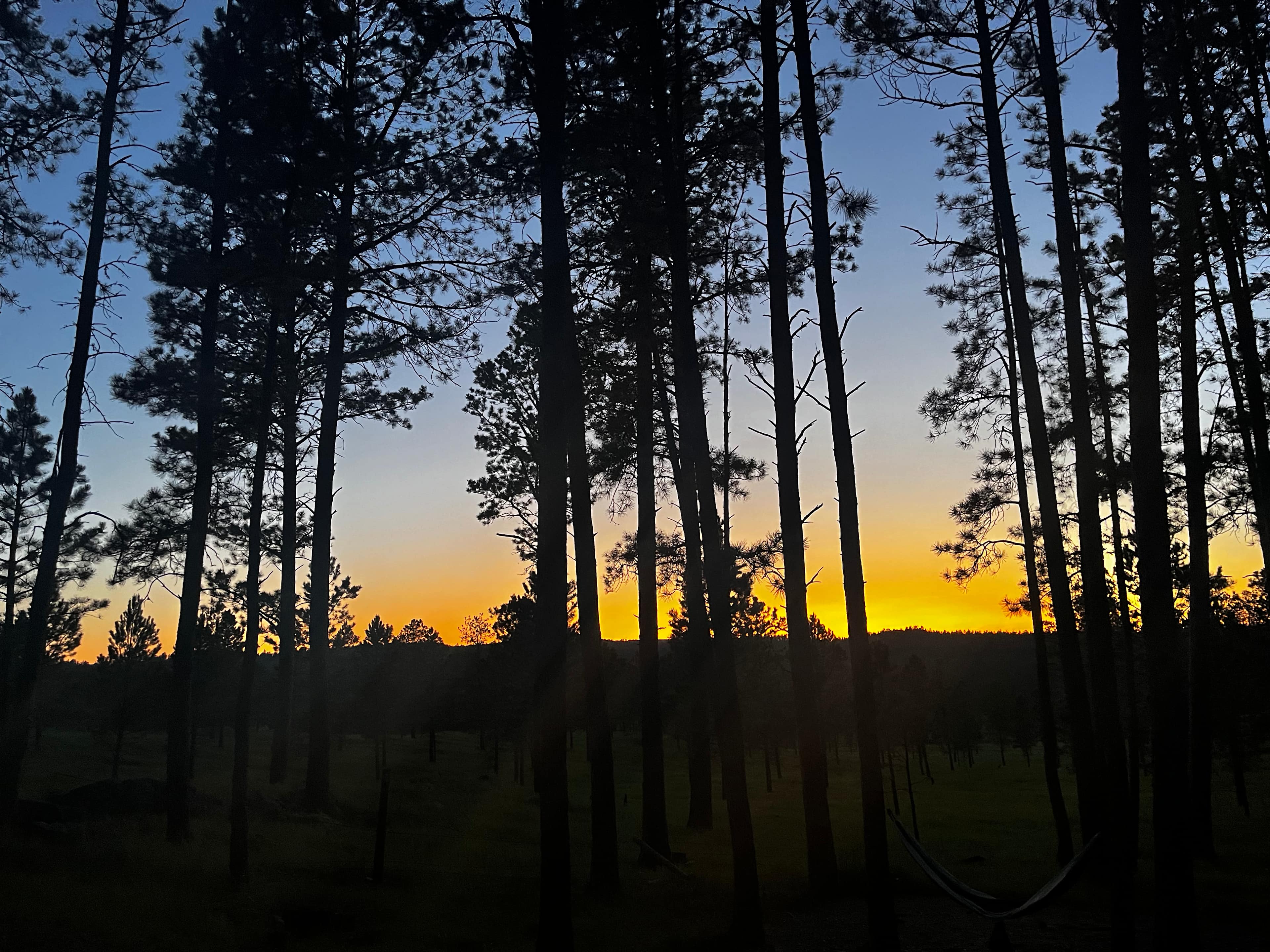 Tent camping near a pine forest