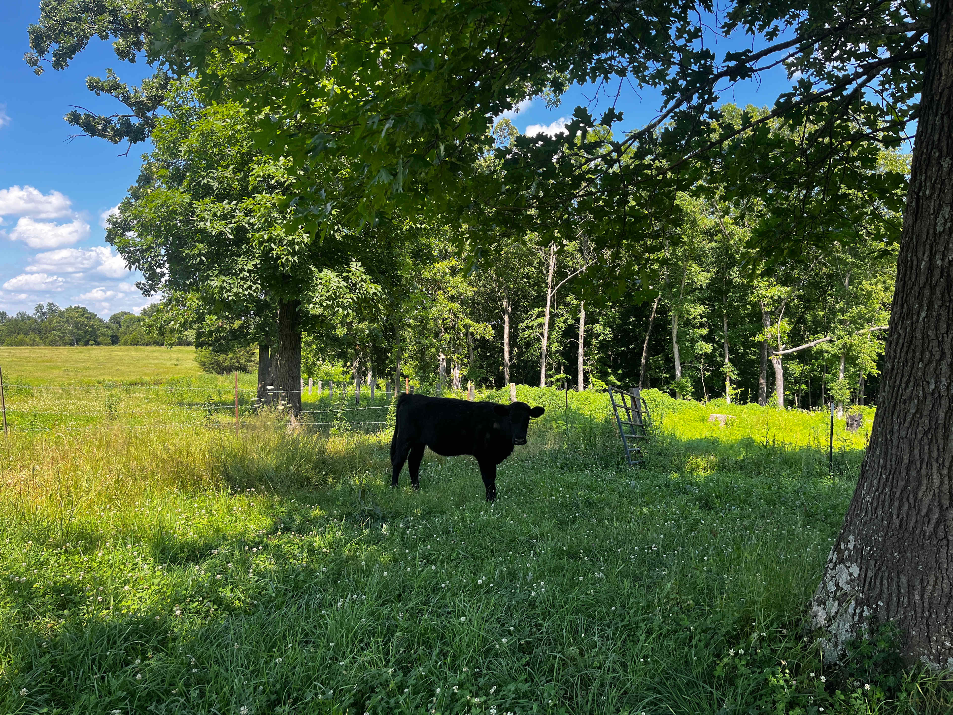 Forest cow, we named it Bear. 