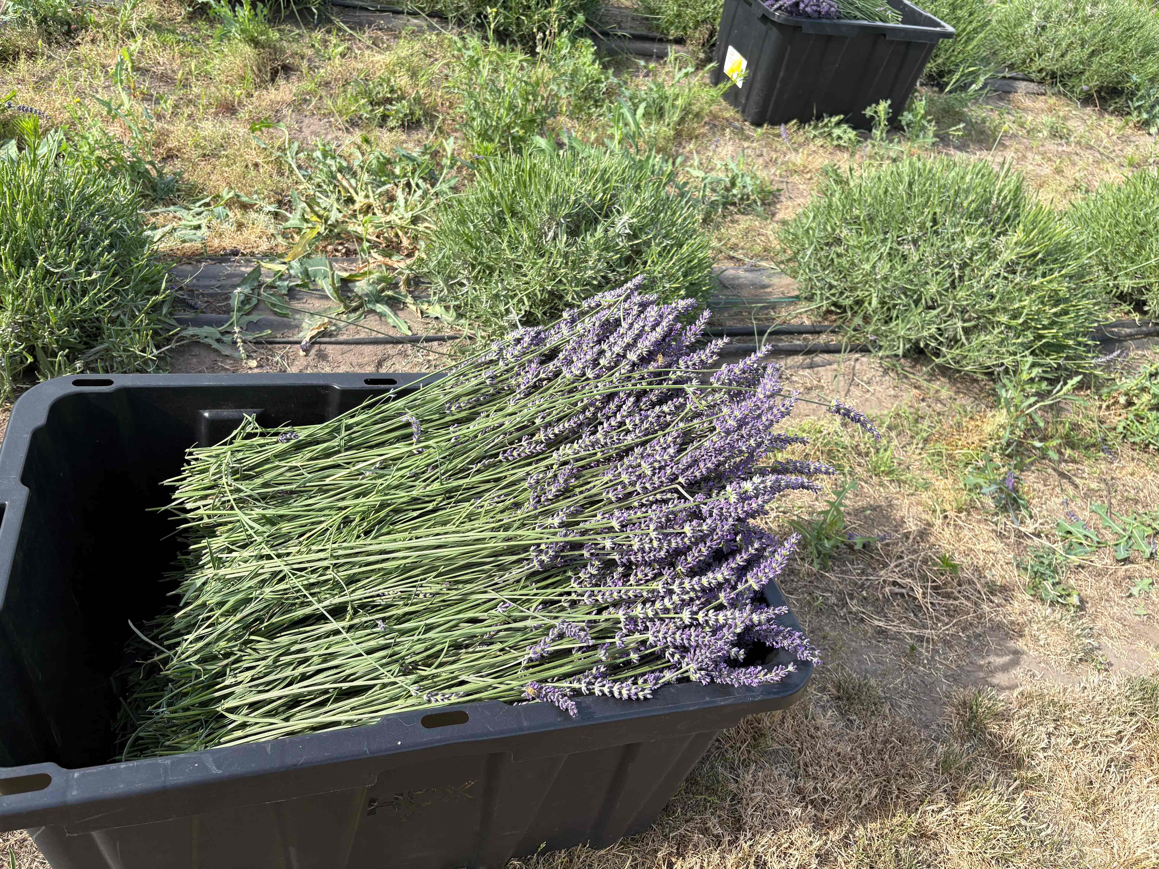 Relaxing, Peaceful Lavender Farm