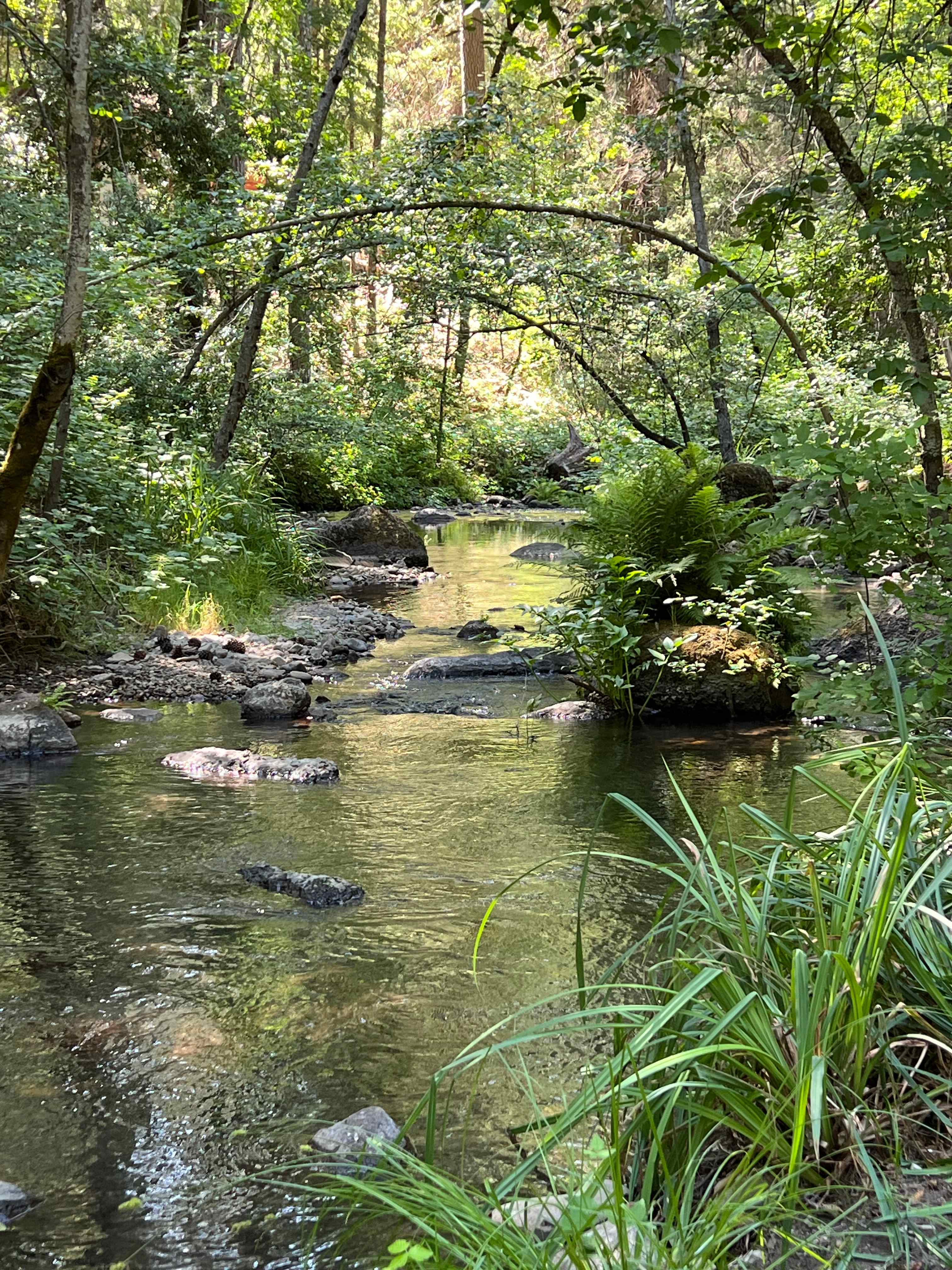 peaceful stream