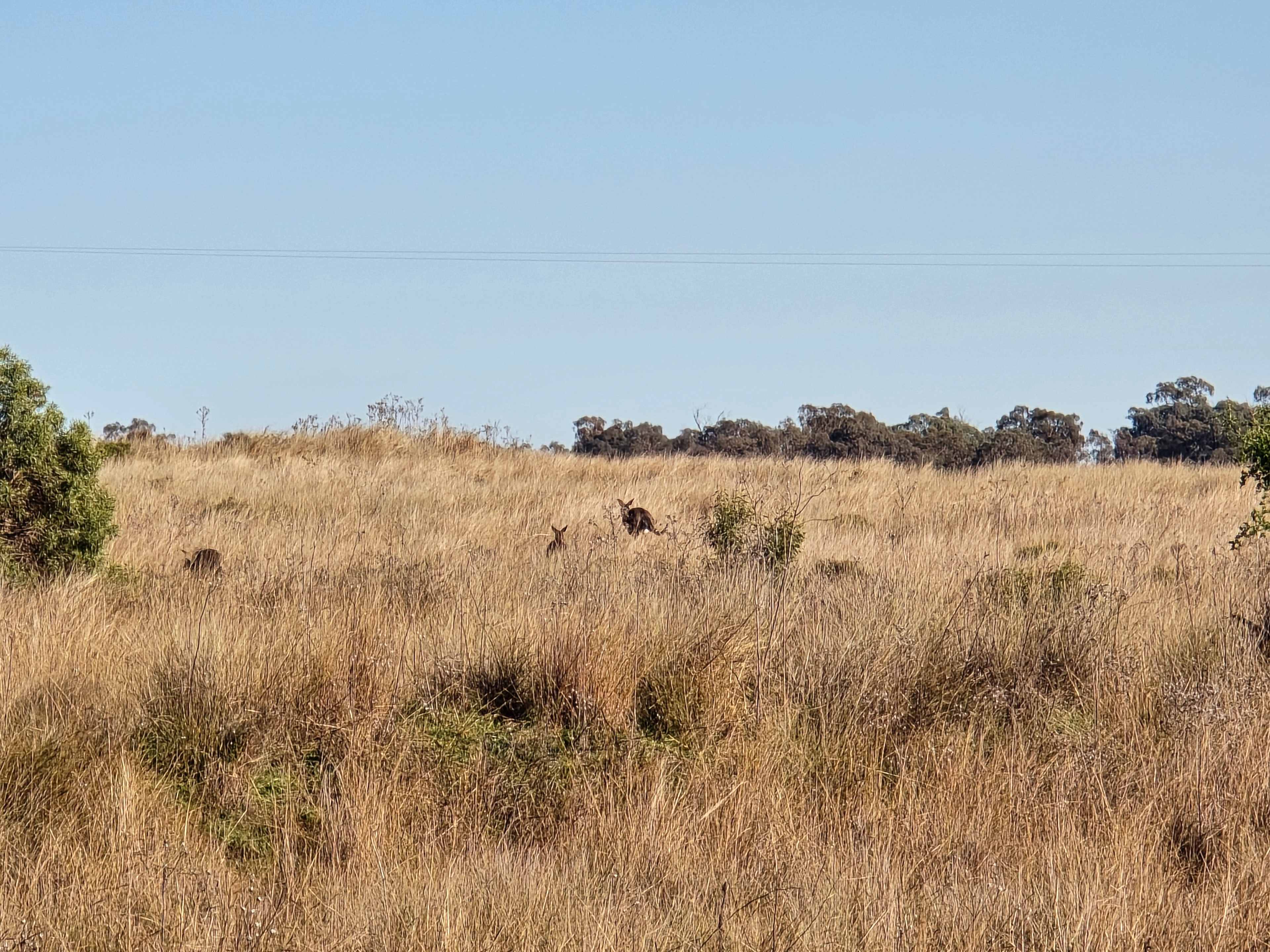 KANGAROO CREEK CAMP DUBBO
