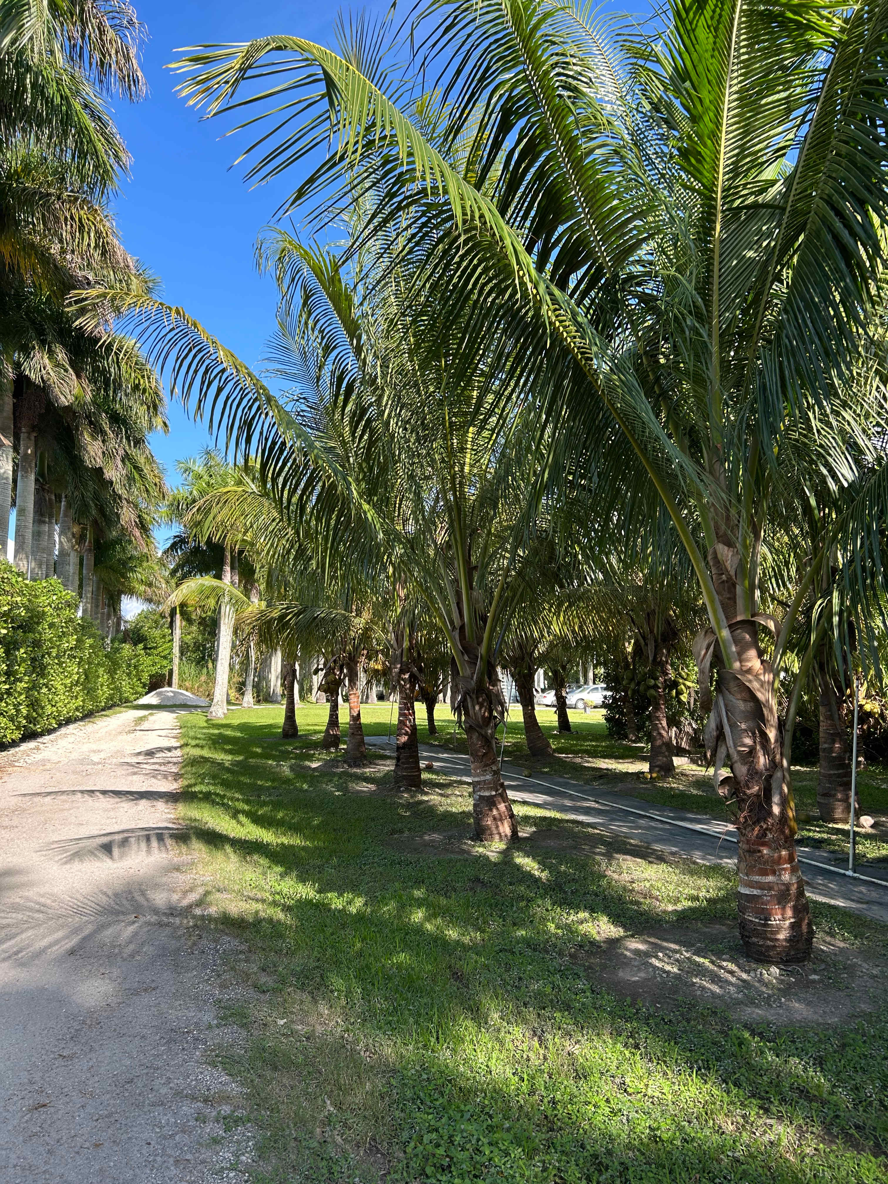 Redlands Palmgrove