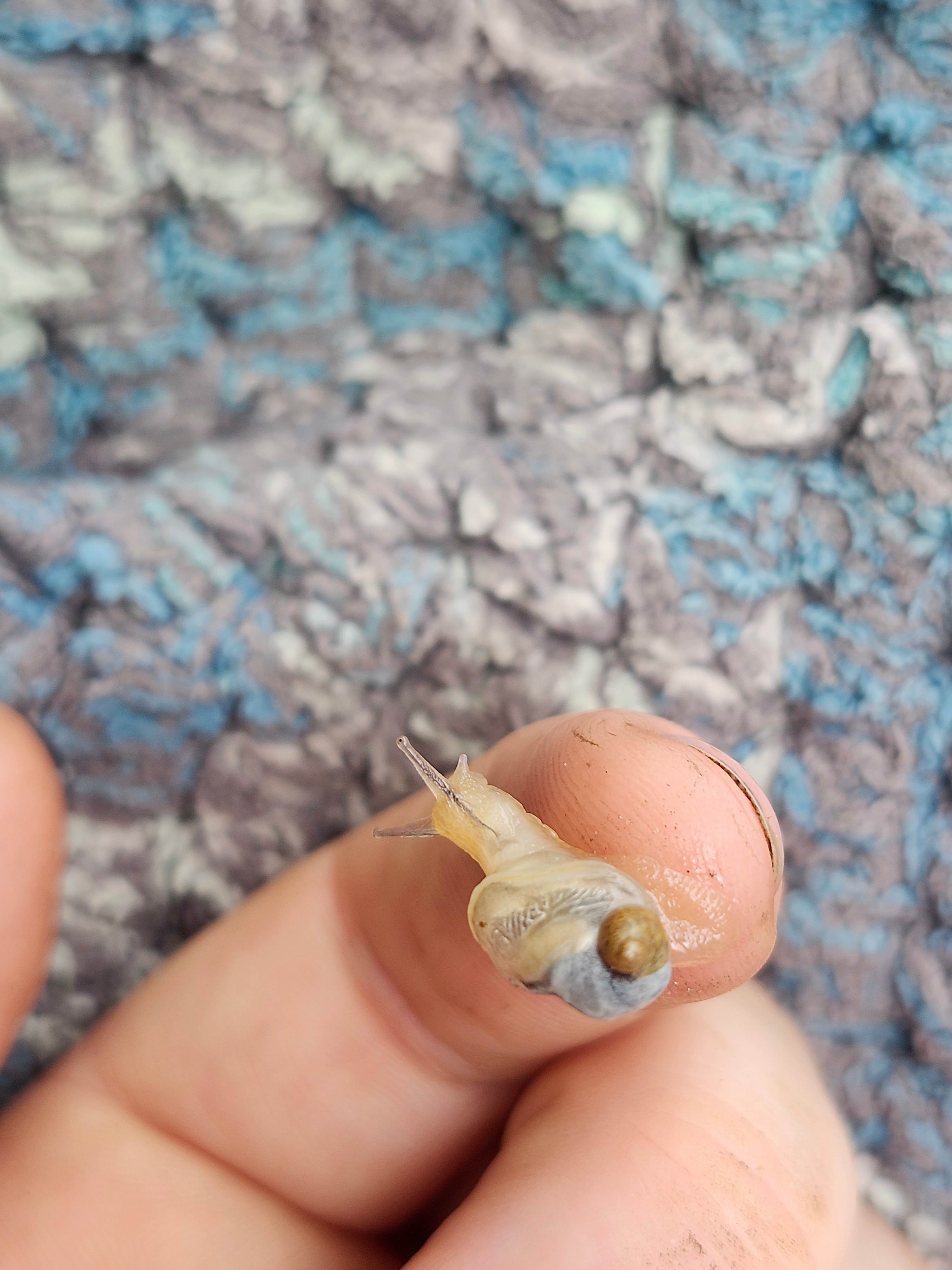 Wicked wildlife. A snale with a deformaty that does not allow the groth of a shell. Nacked snail.