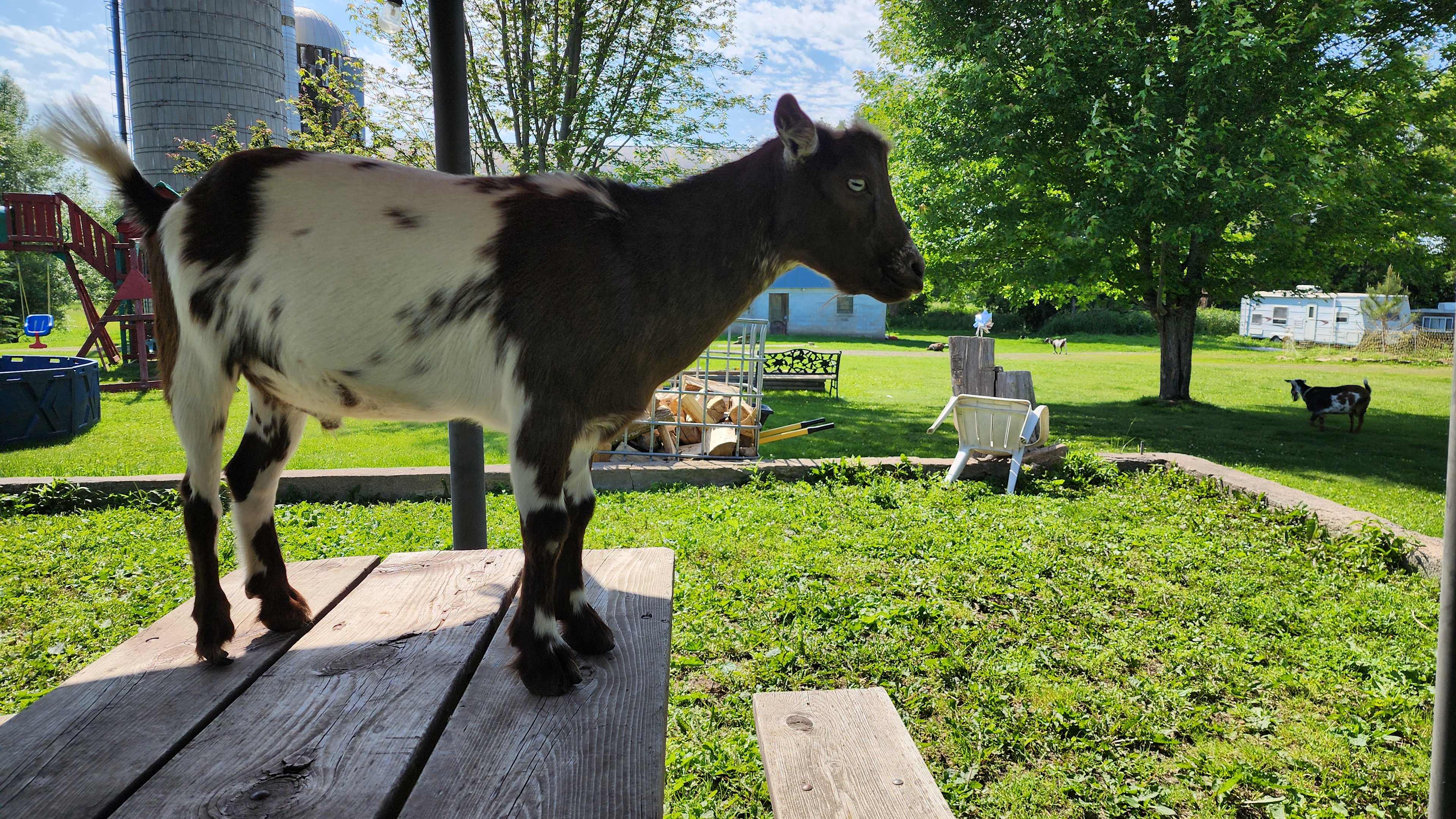 Fun goats