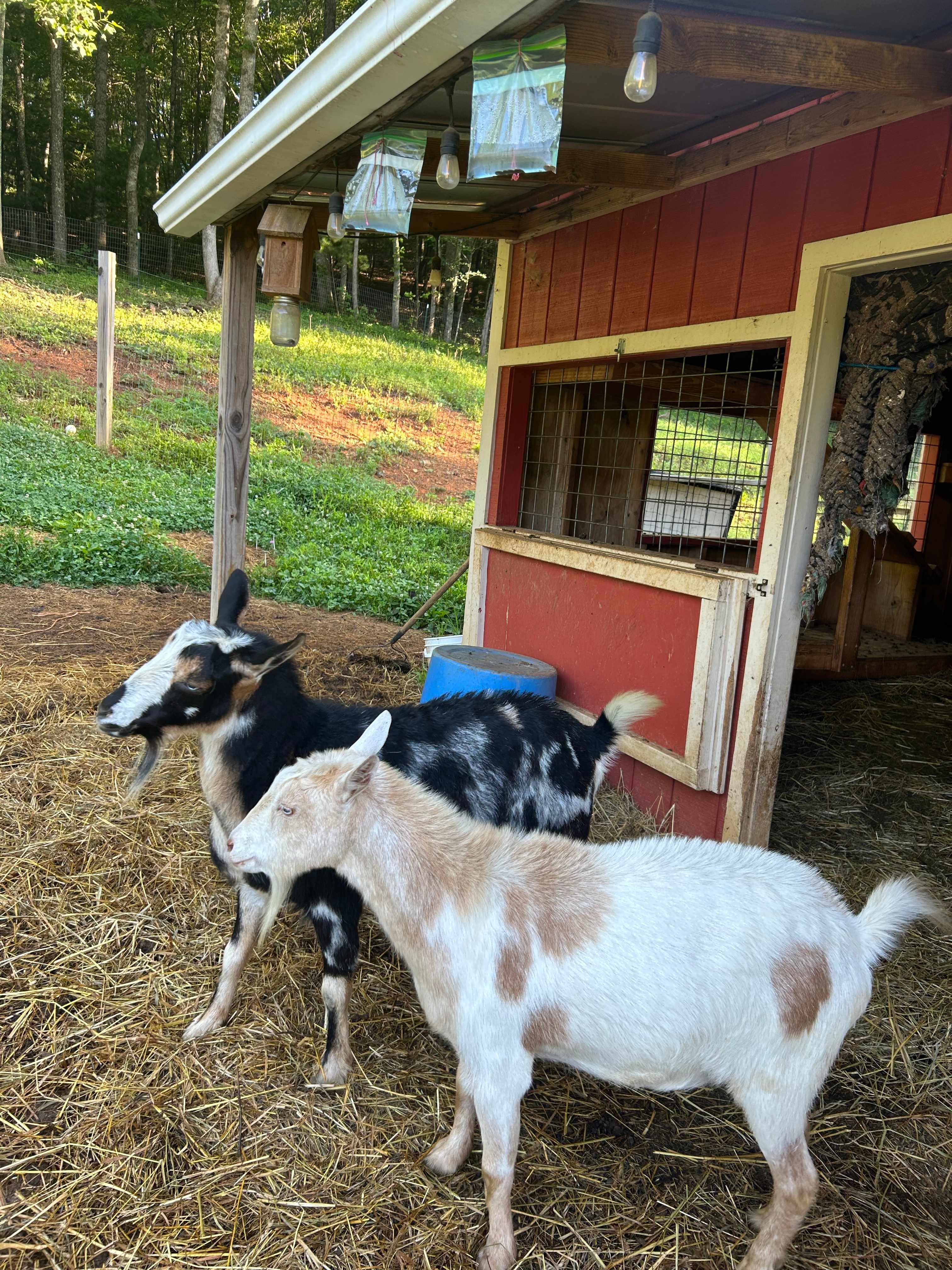 Candy Mountain Goat Farm