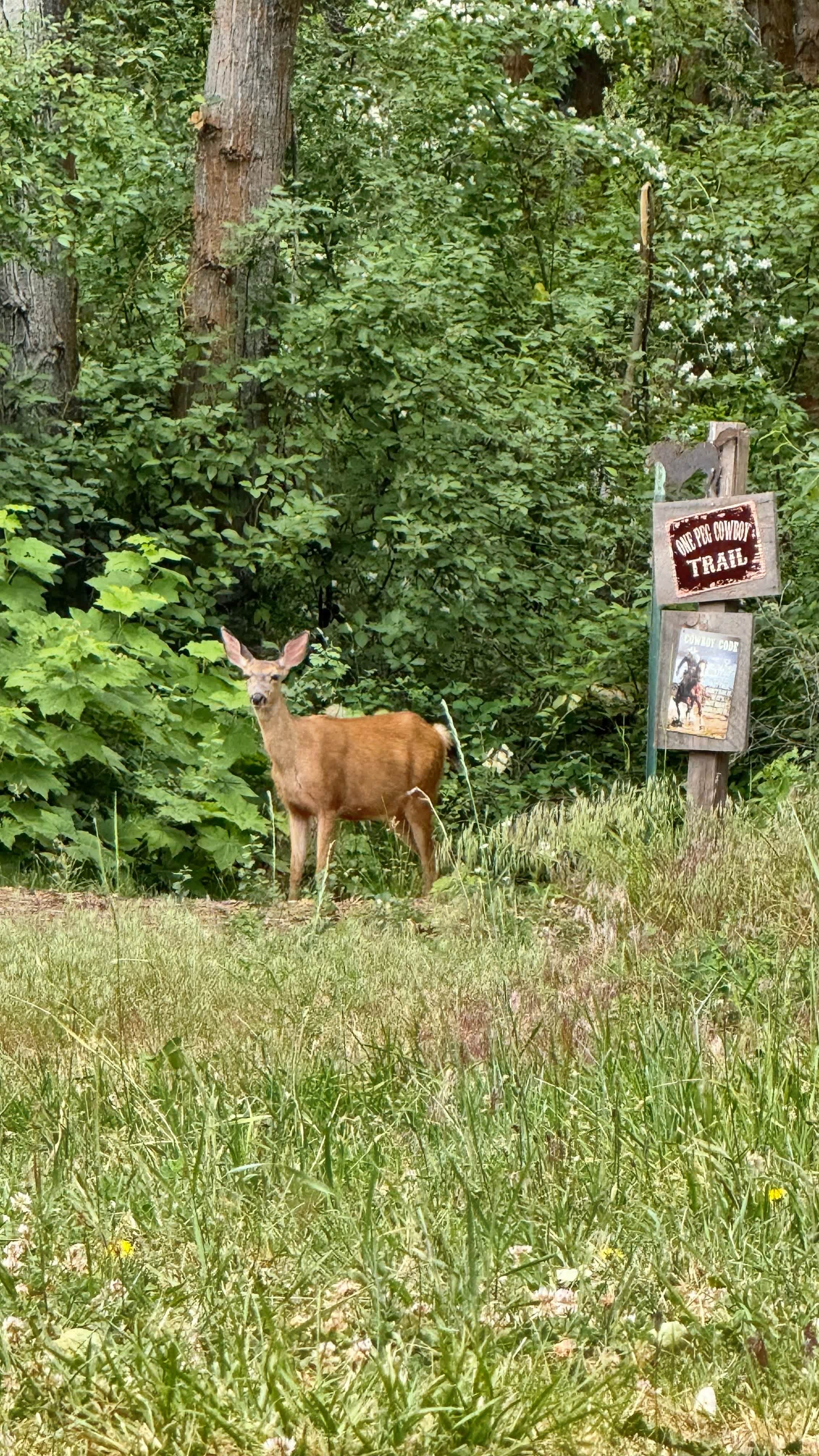 Buck Meadows